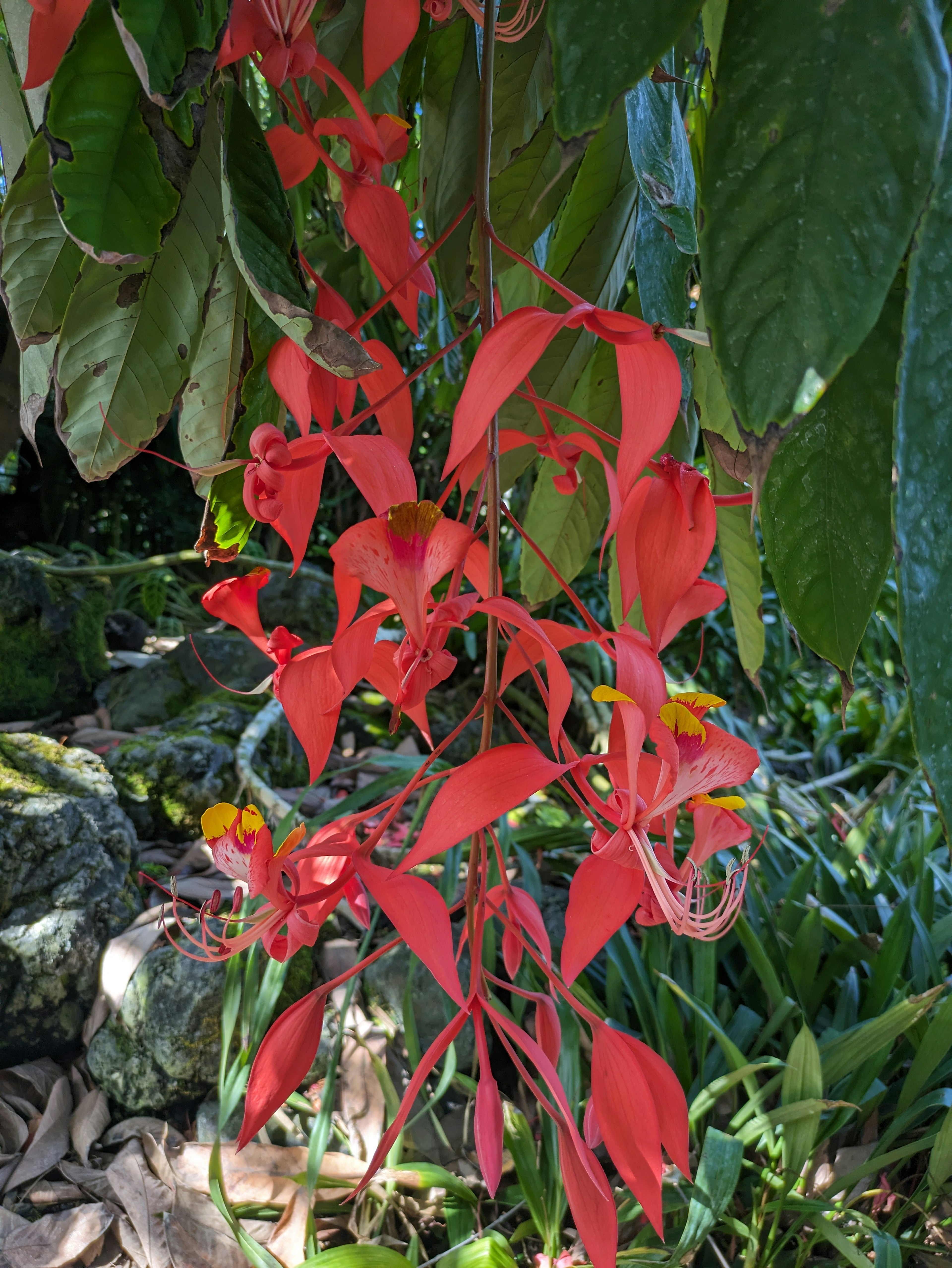 Fiori rossi vibranti con forme uniche tra foglie verdi