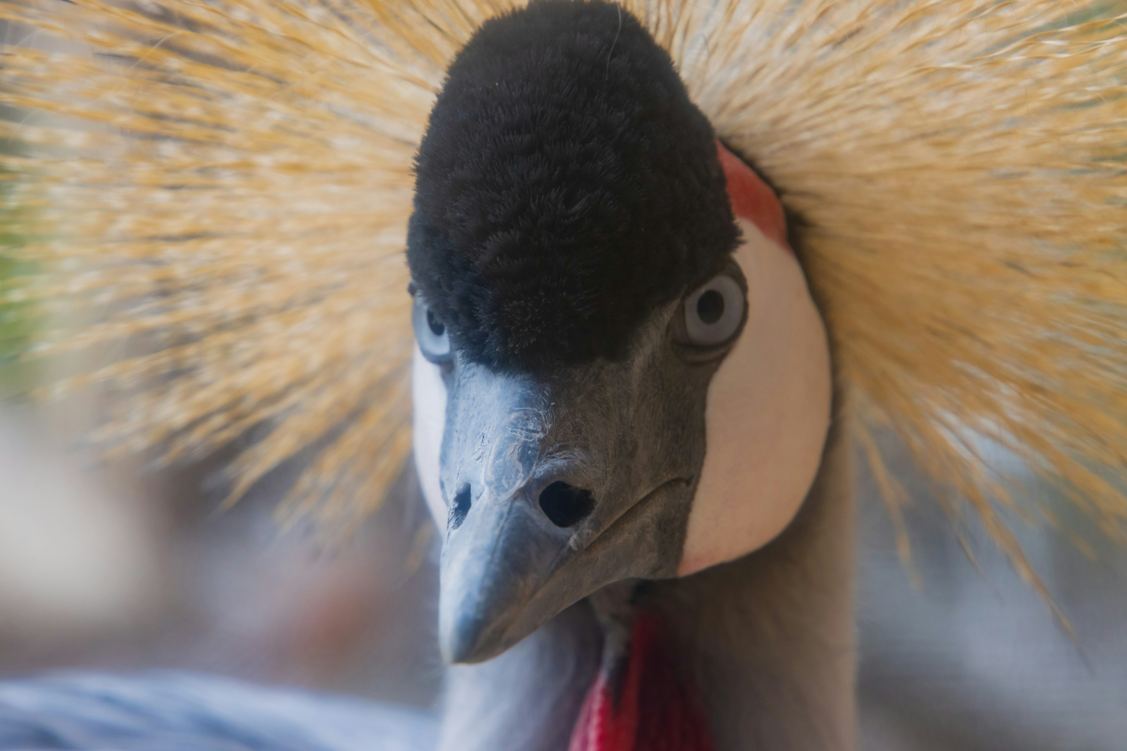 Gros plan d'un oiseau avec des plumes de couronne distinctives ressemblant à un paon