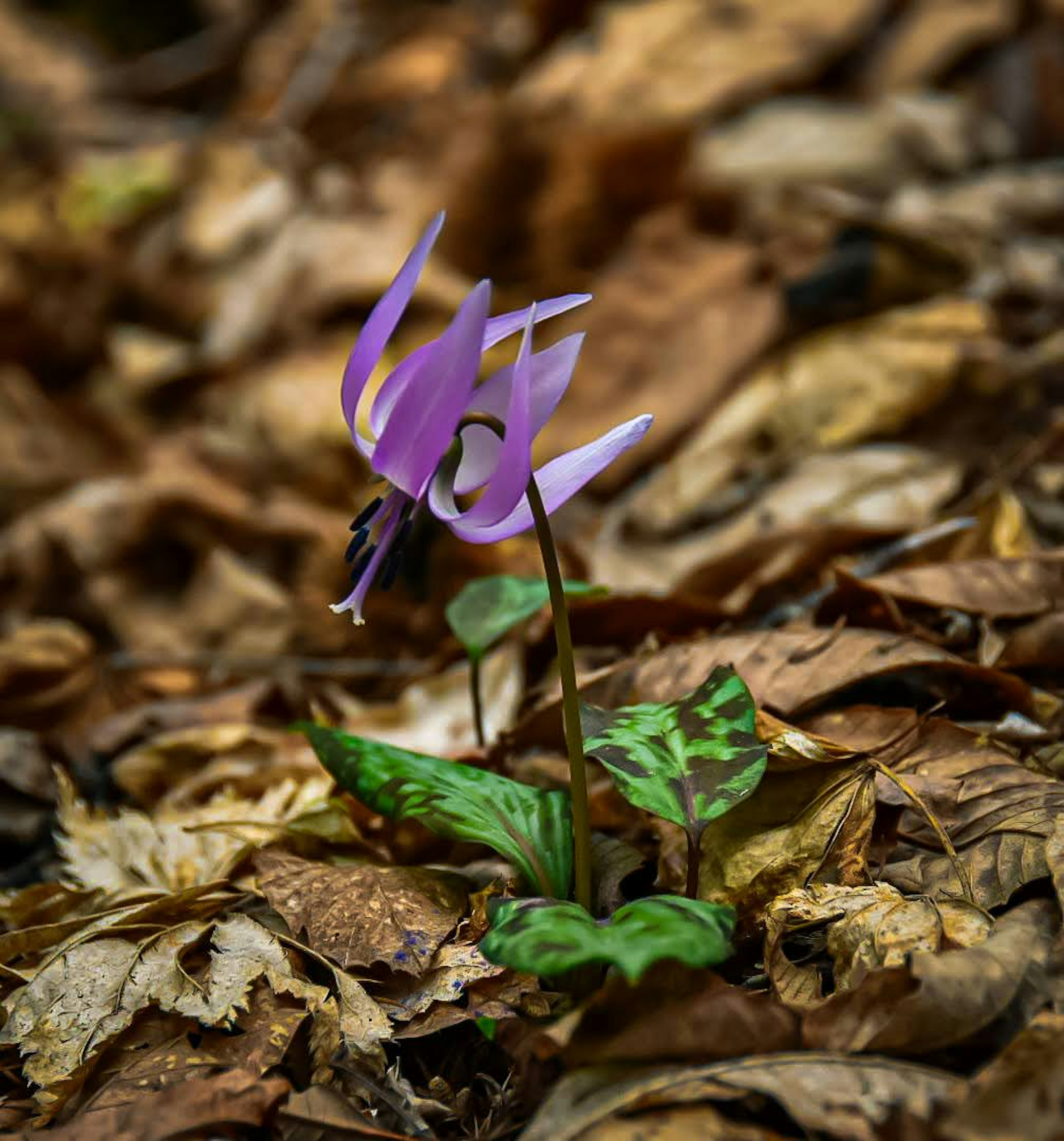 紫色の花が落ち葉の中に咲いている