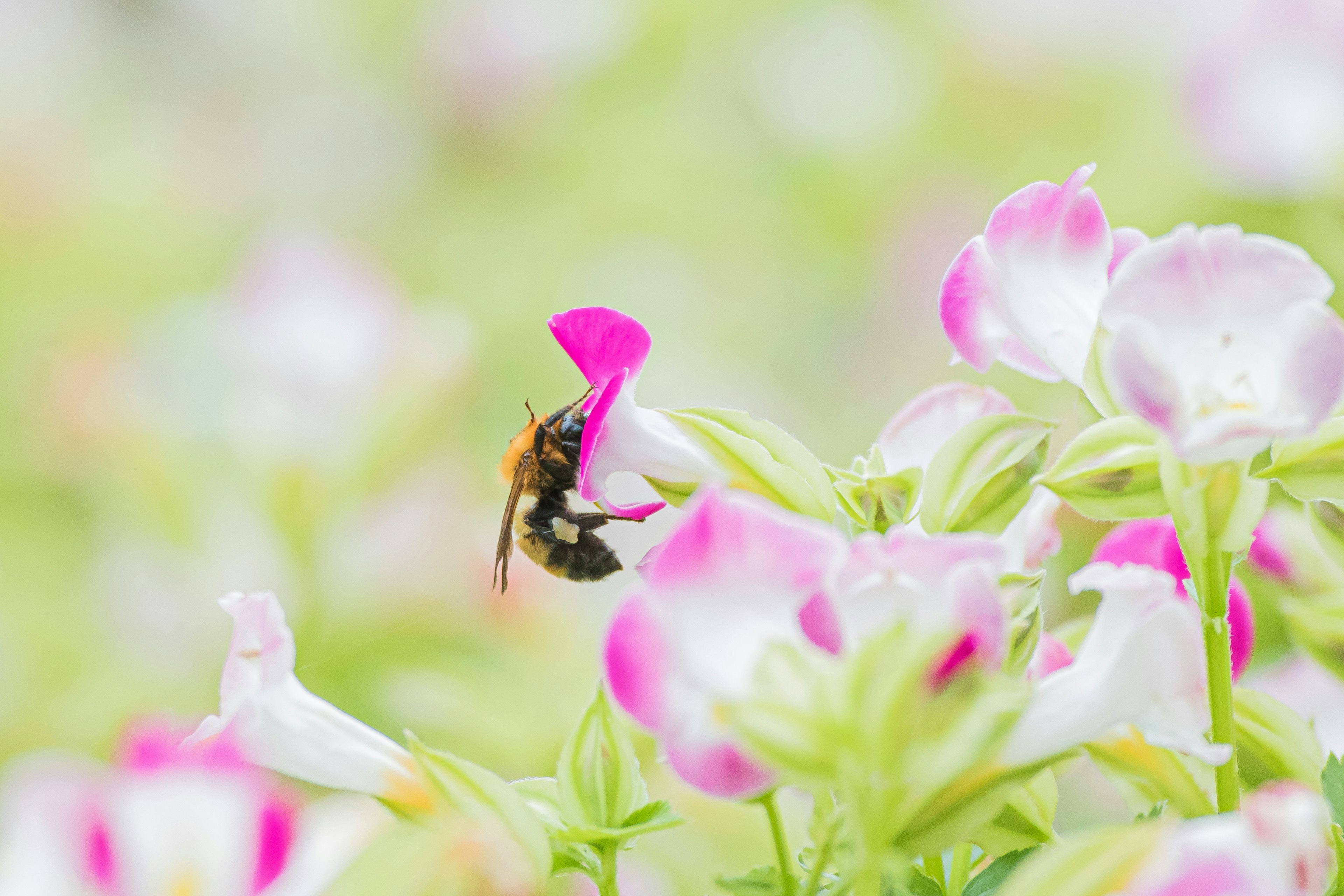 Bee collecting nectar from pink flowers