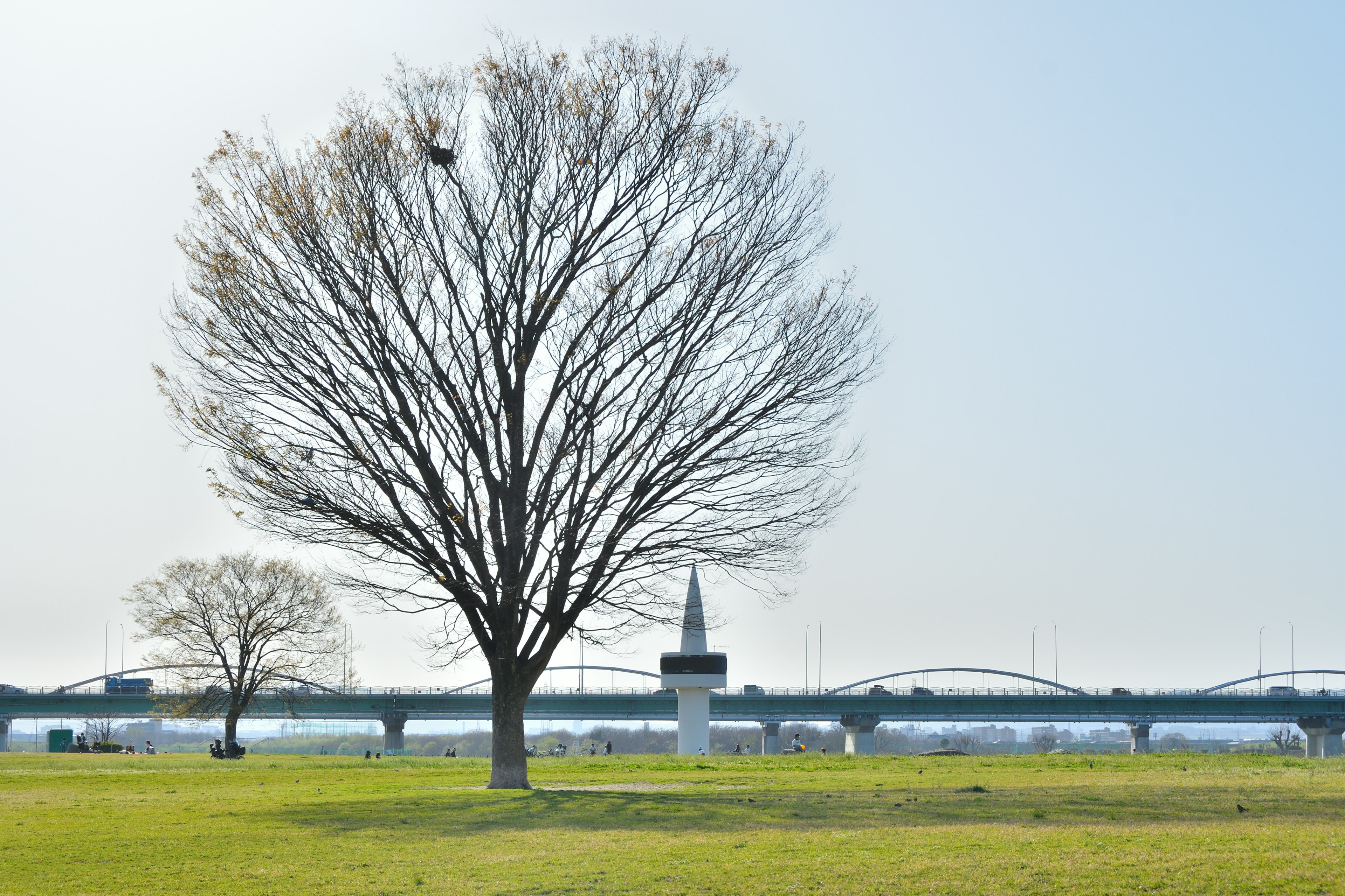 冬の木と河川の風景