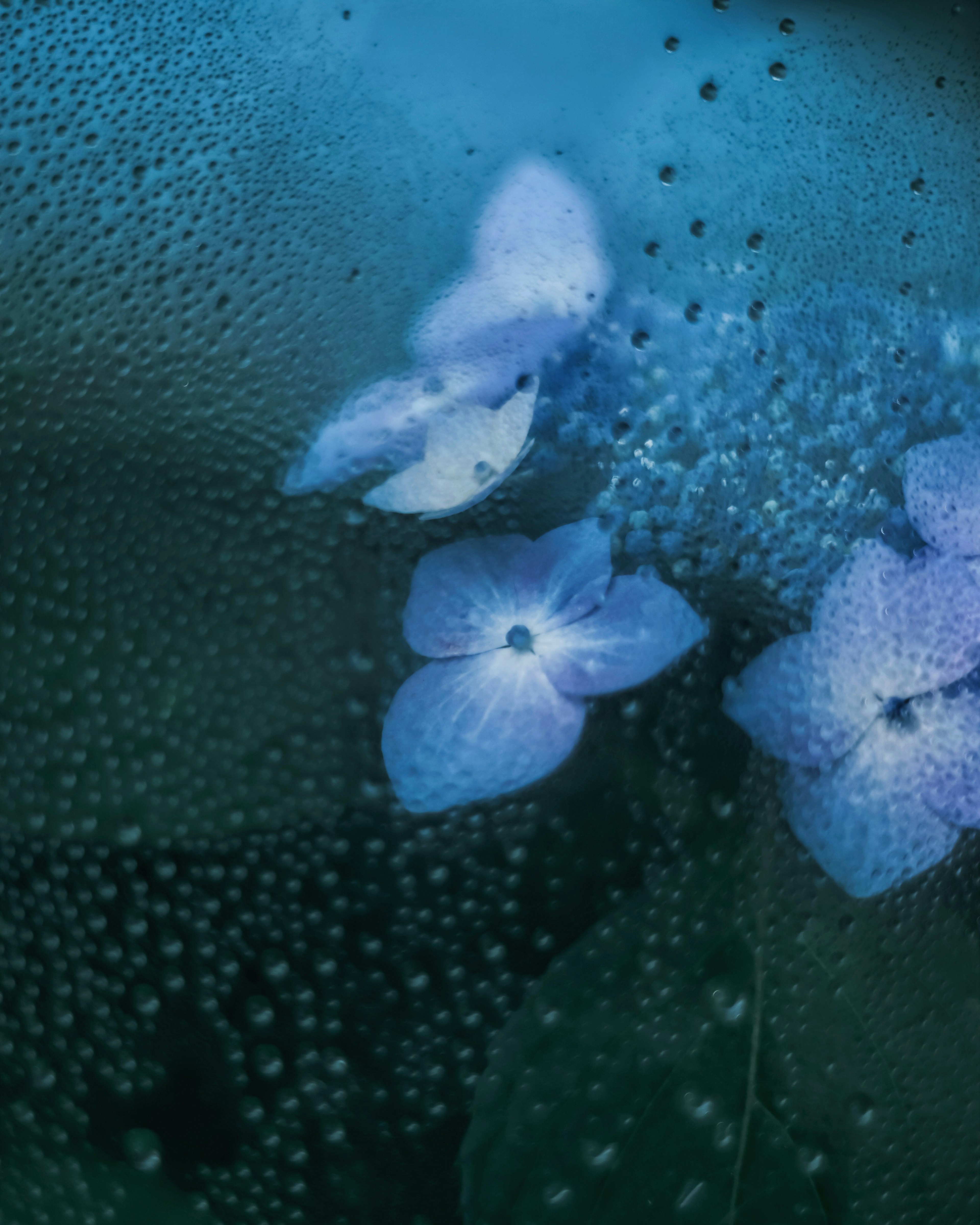 Gambar close-up bunga biru dengan tetesan air