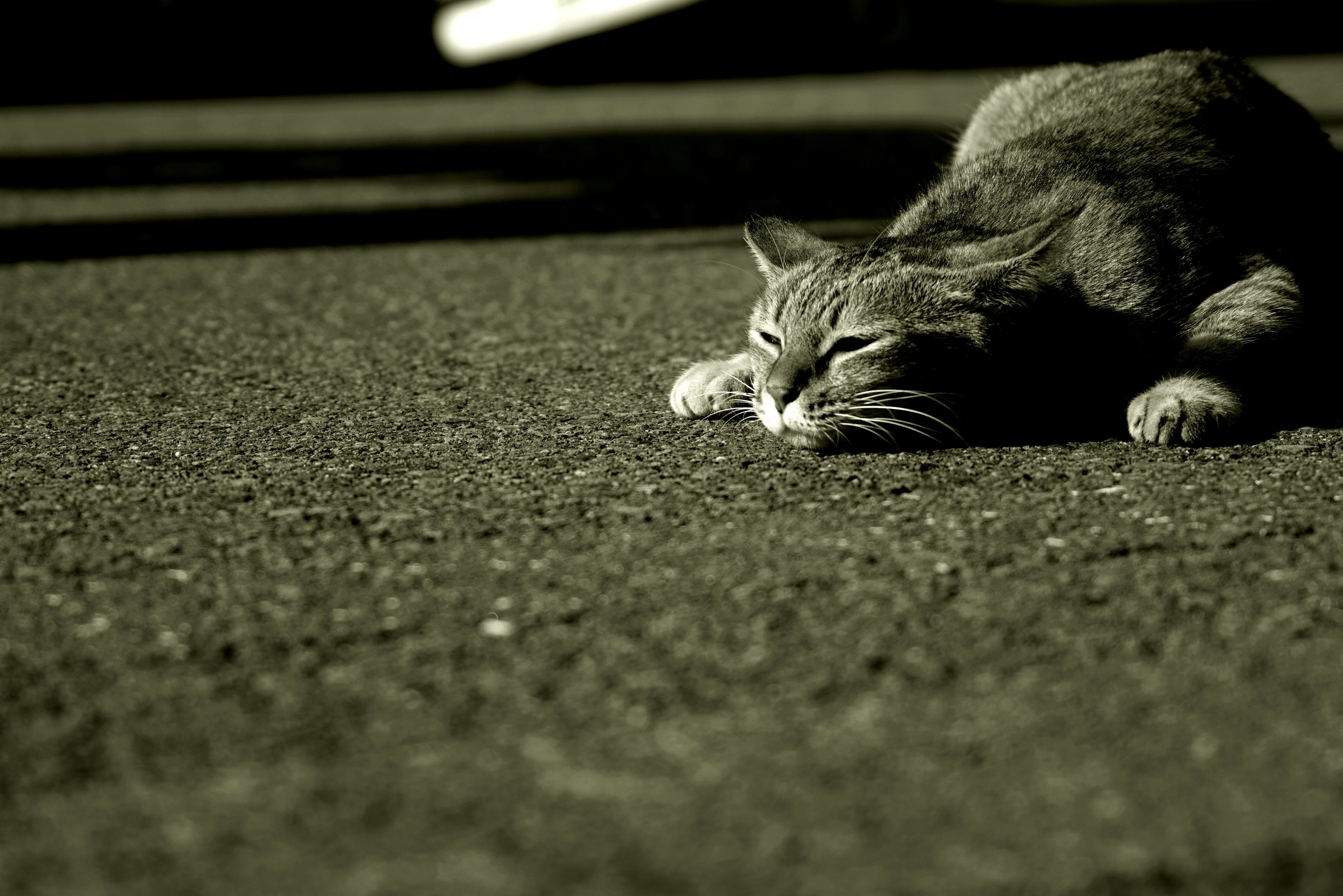 A gray cat lying on the ground in a monochrome style