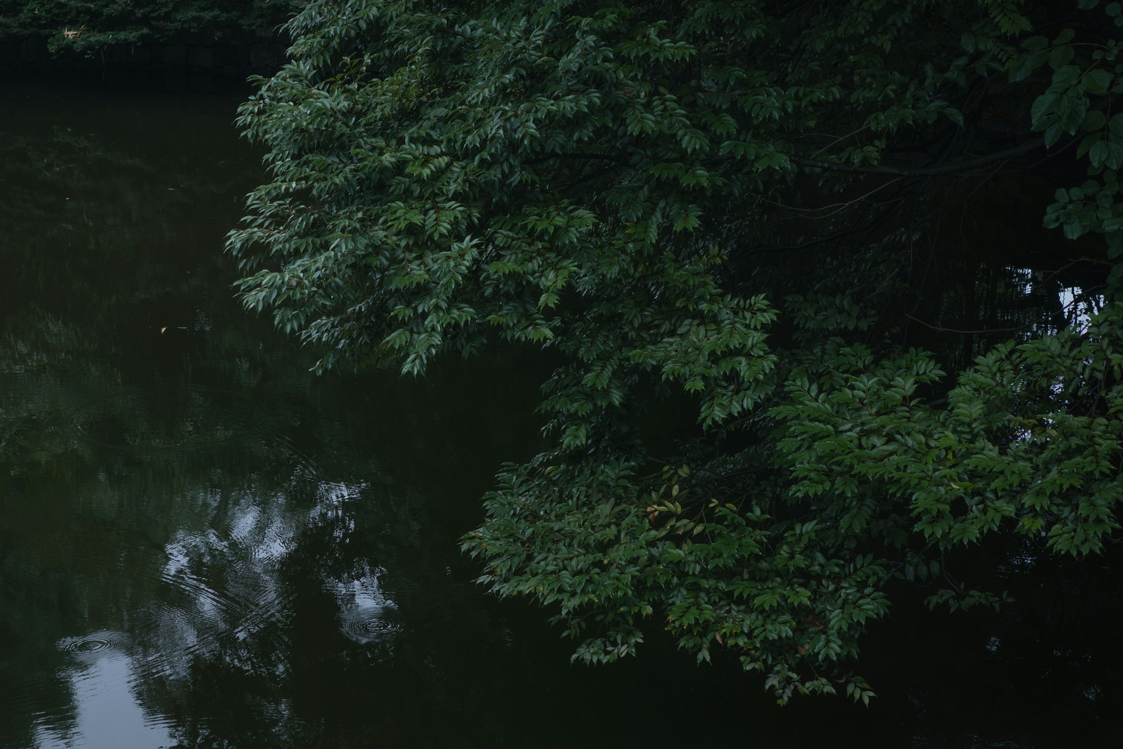 Scena di fiume tranquilla con foglie verdi scure che si riflettono sulla superficie dell'acqua