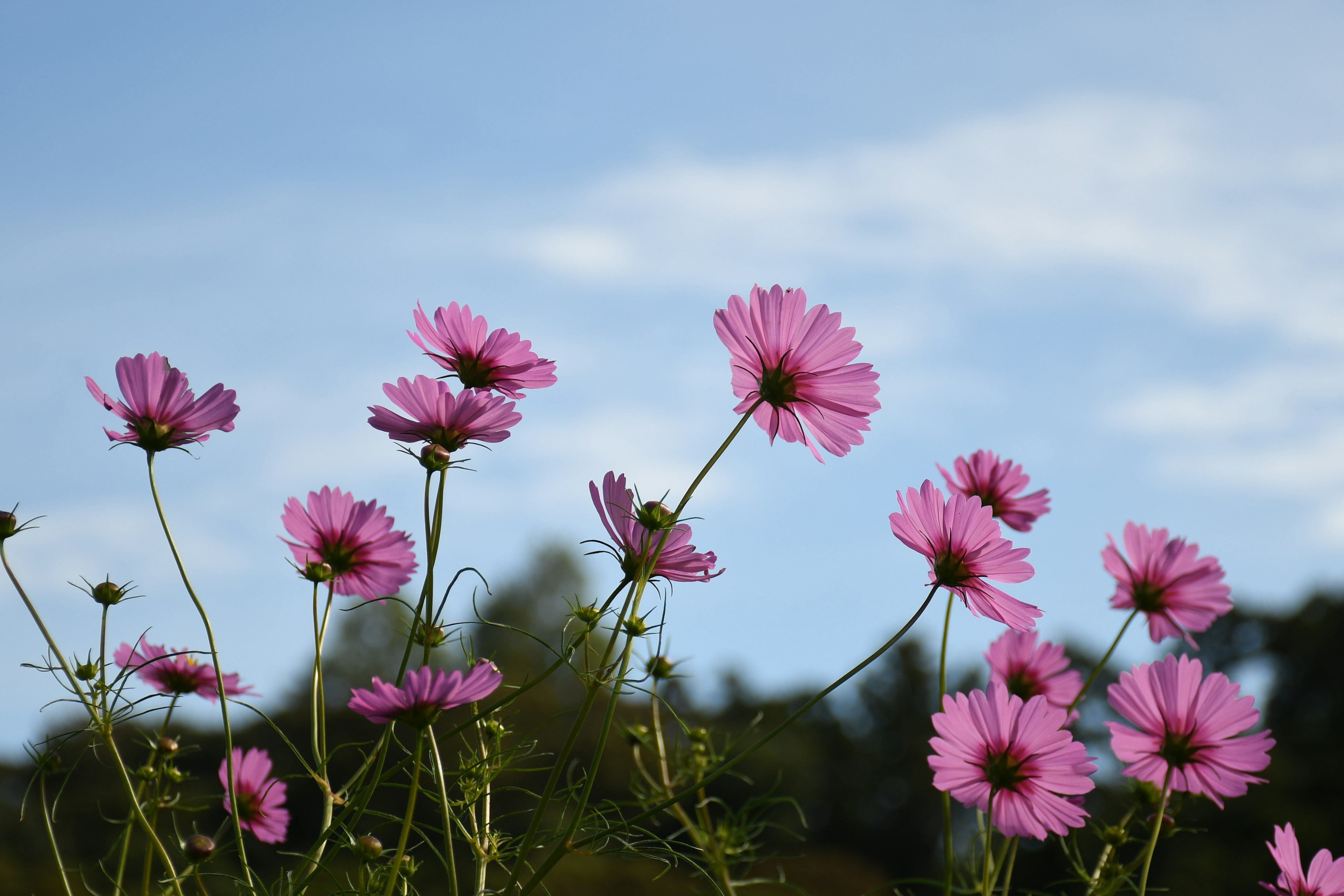 青空の下に咲いているピンクの花々のクローズアップ