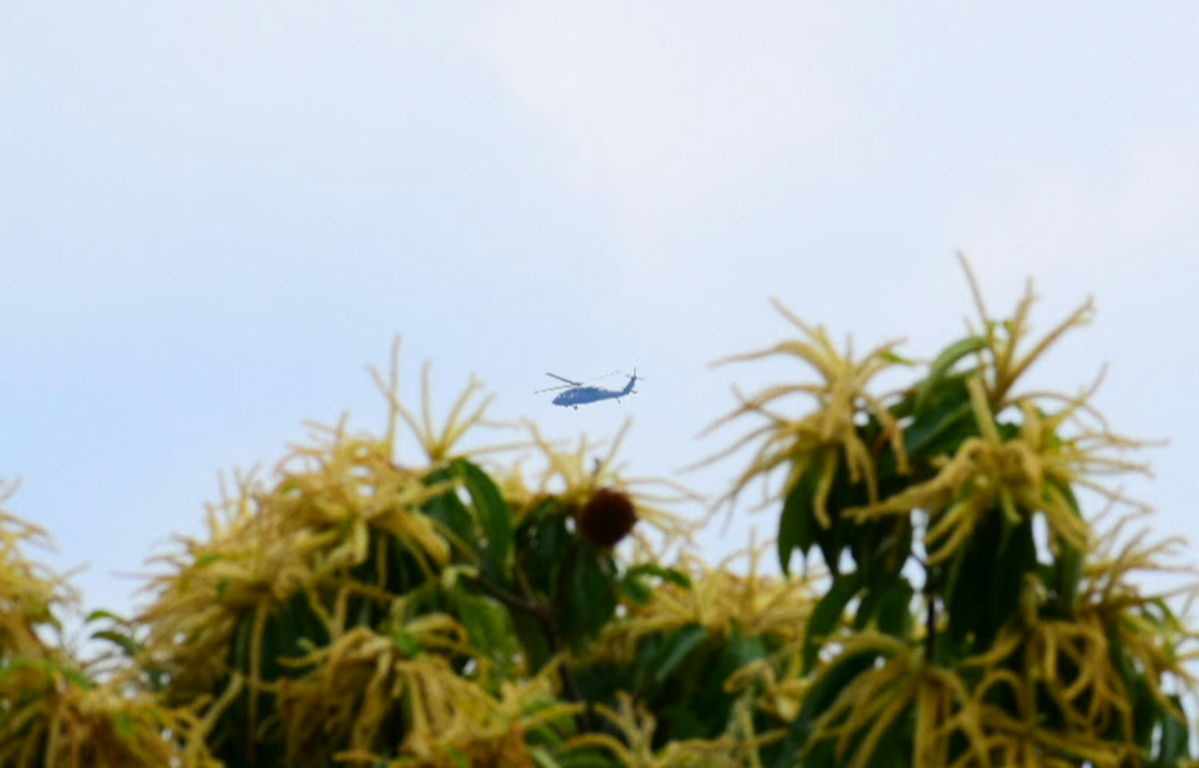 A blue helicopter flying above a tree with yellow flowers