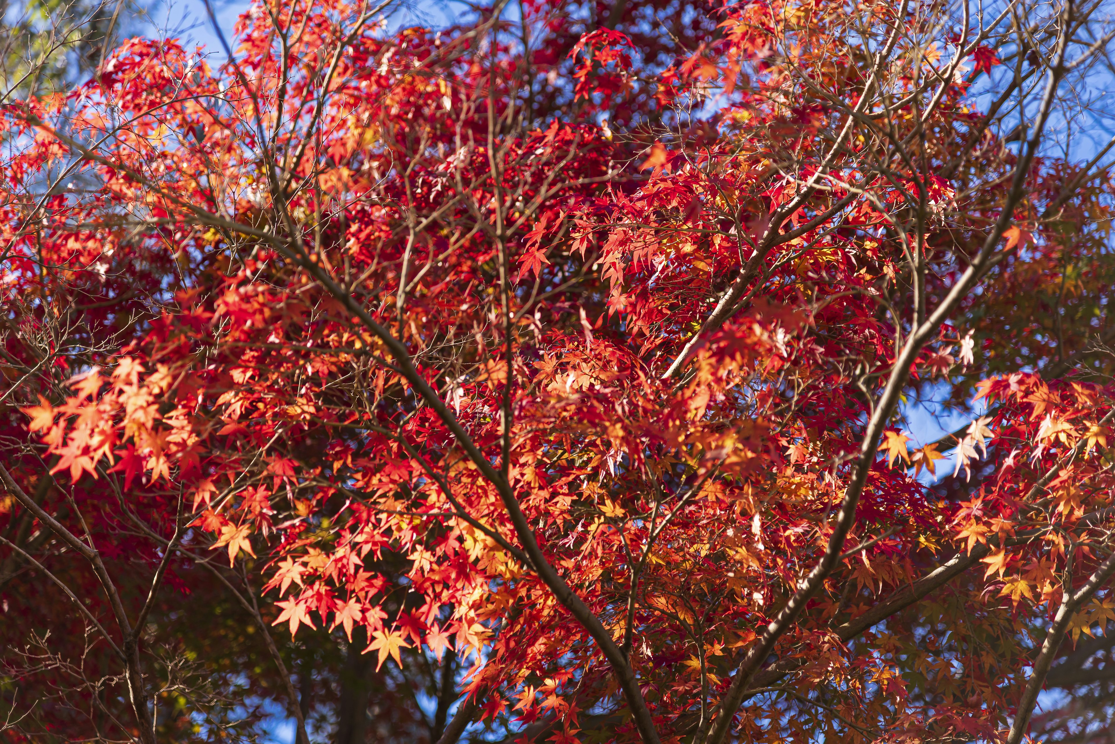 Branches d'un érable avec des feuilles rouges et orange vibrantes