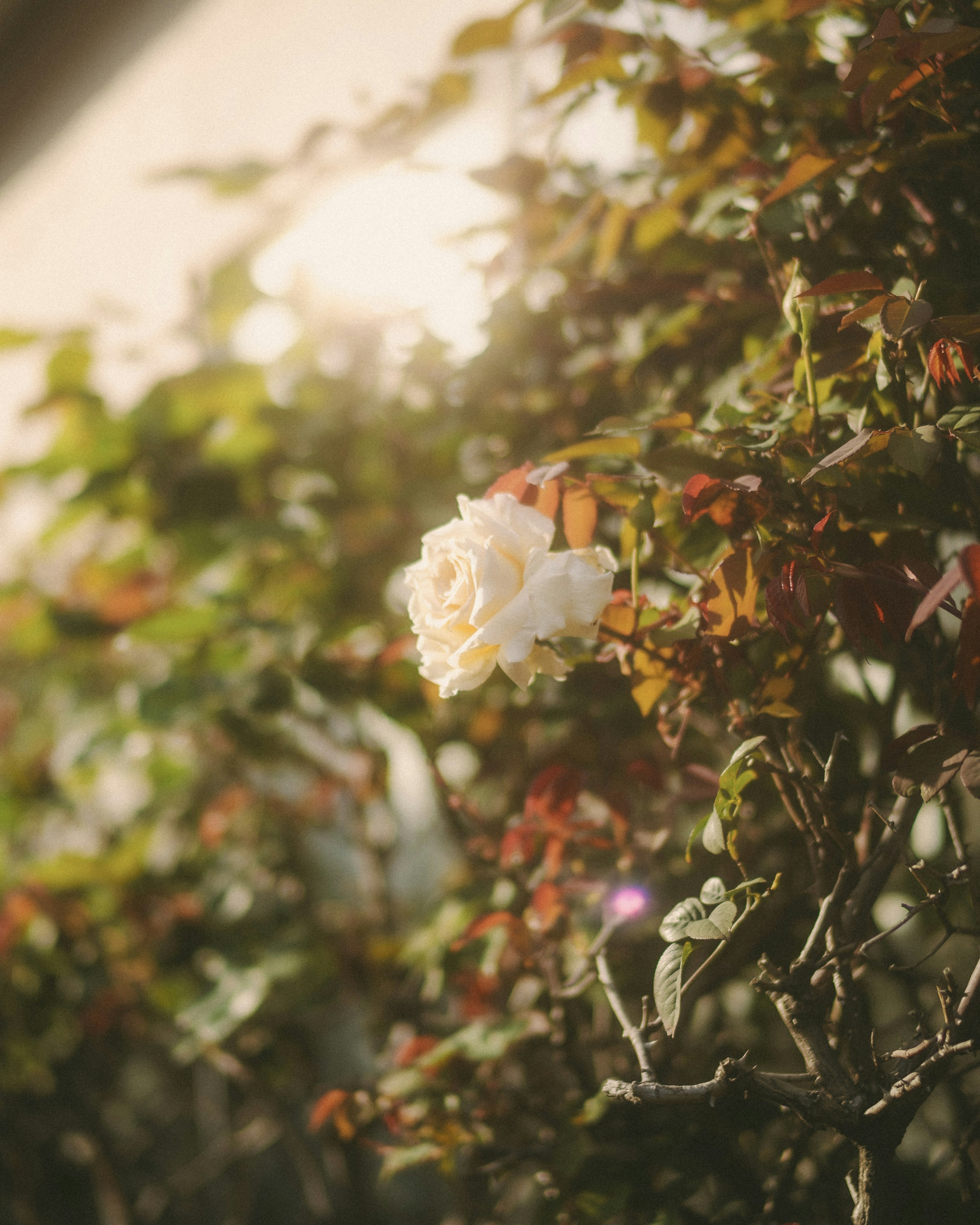 White rose blooming in soft sunlight among green foliage