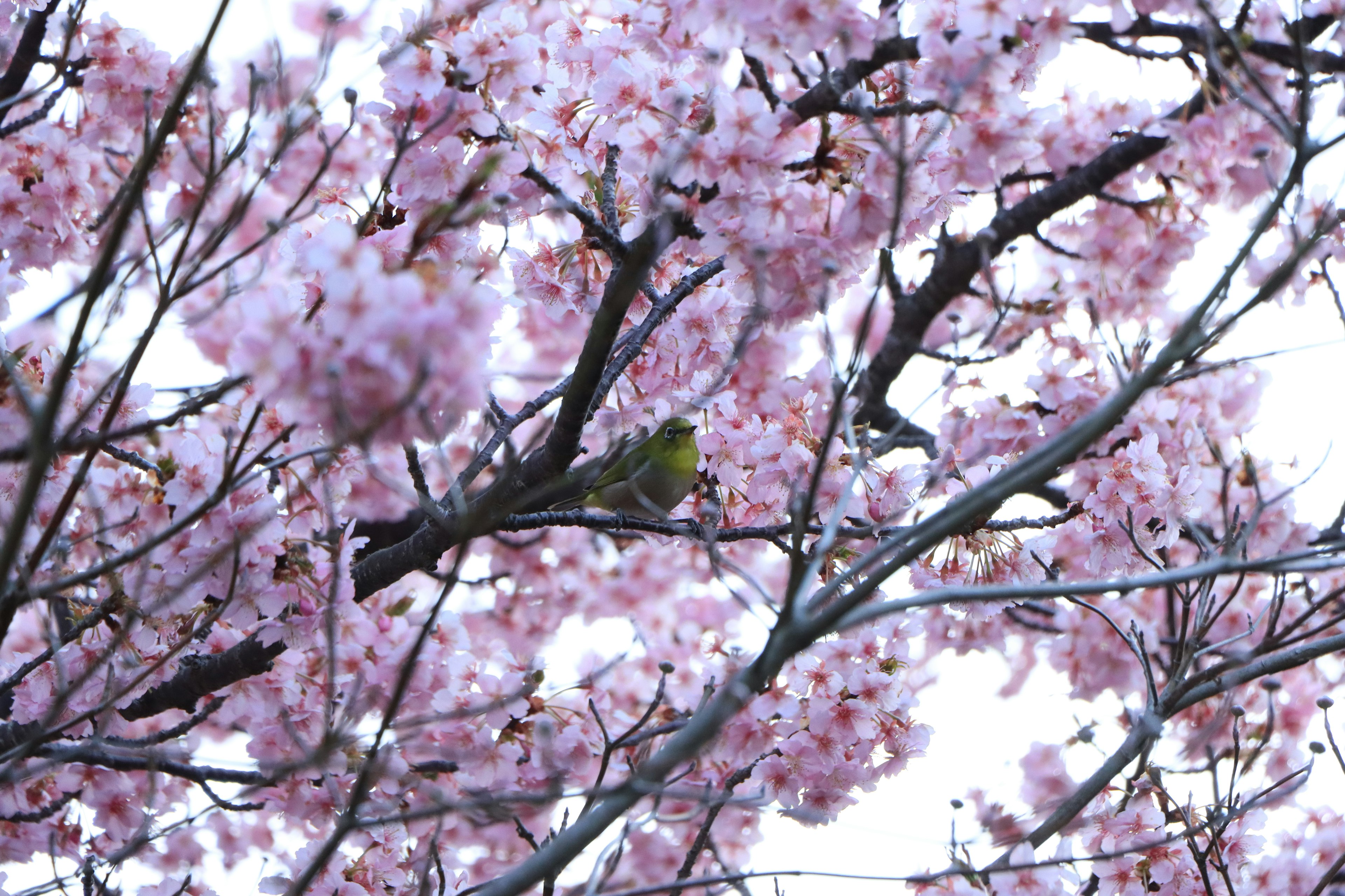 A beautiful scene of a bird perched on a cherry blossom tree branch