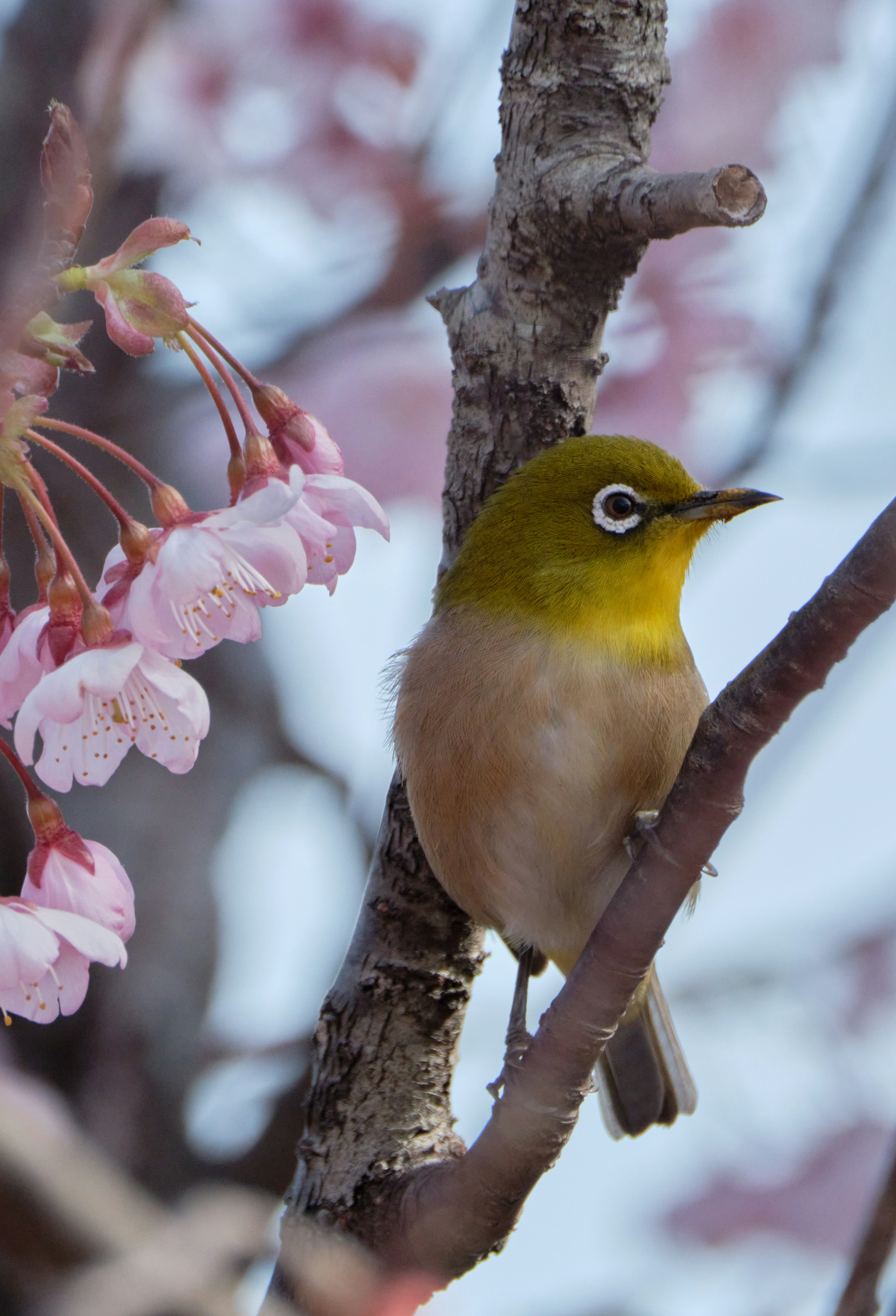 Close-up burung mata putih Jepang di dahan dengan bunga sakura