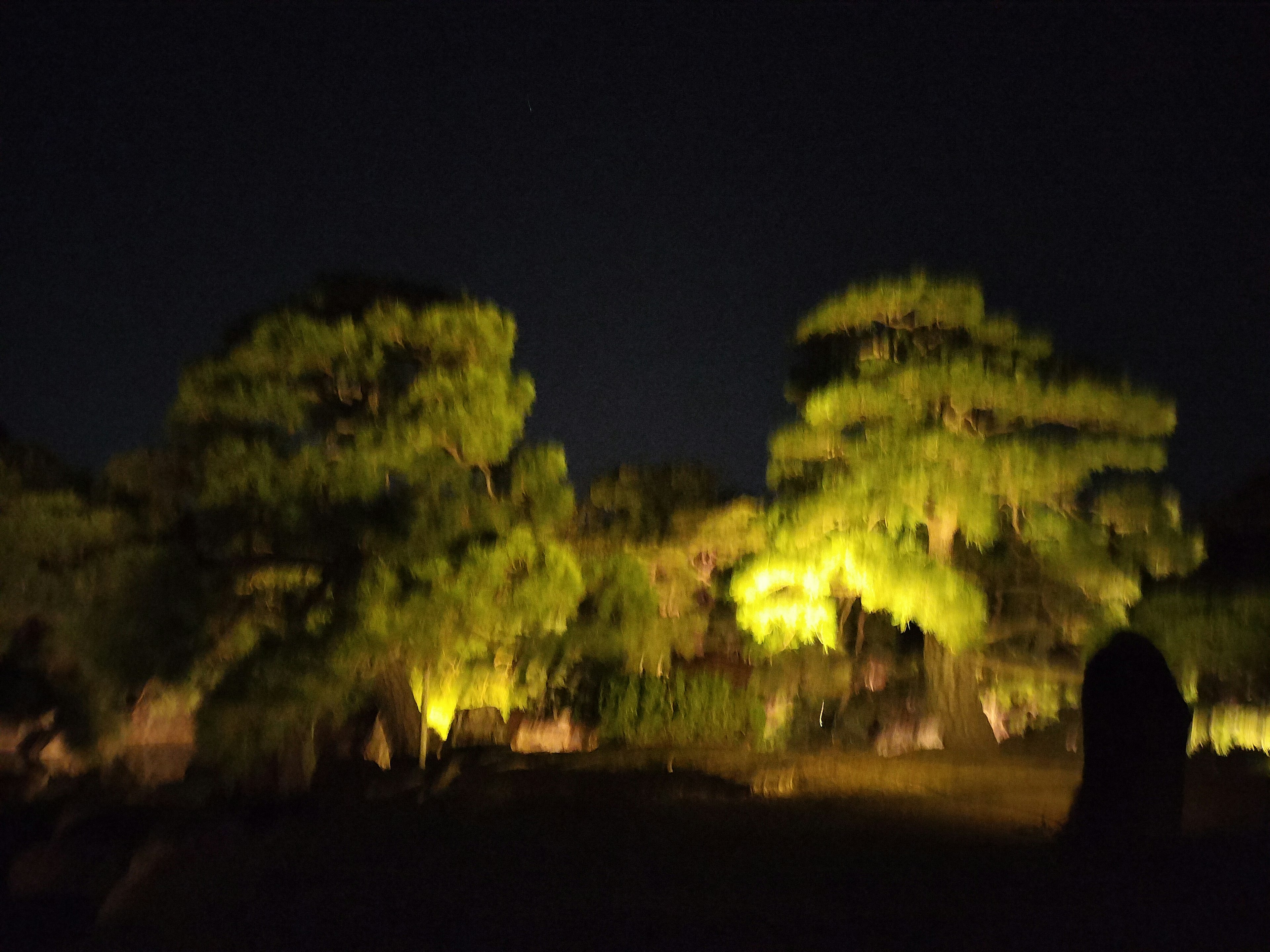 Pohon pinus yang diterangi di taman tenang di malam hari