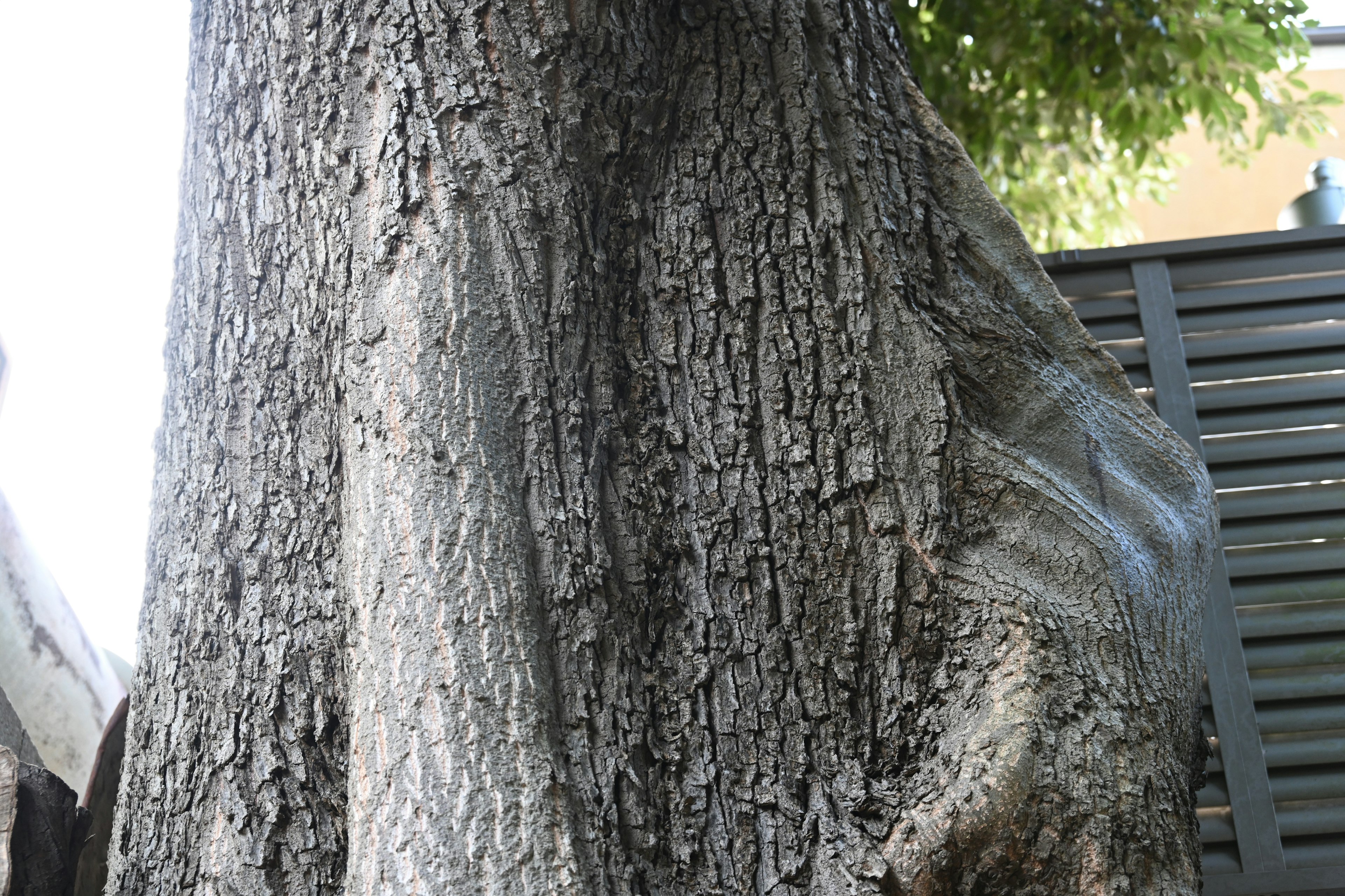 Gros plan sur le tronc d'un grand arbre montrant une texture détaillée et des fissures