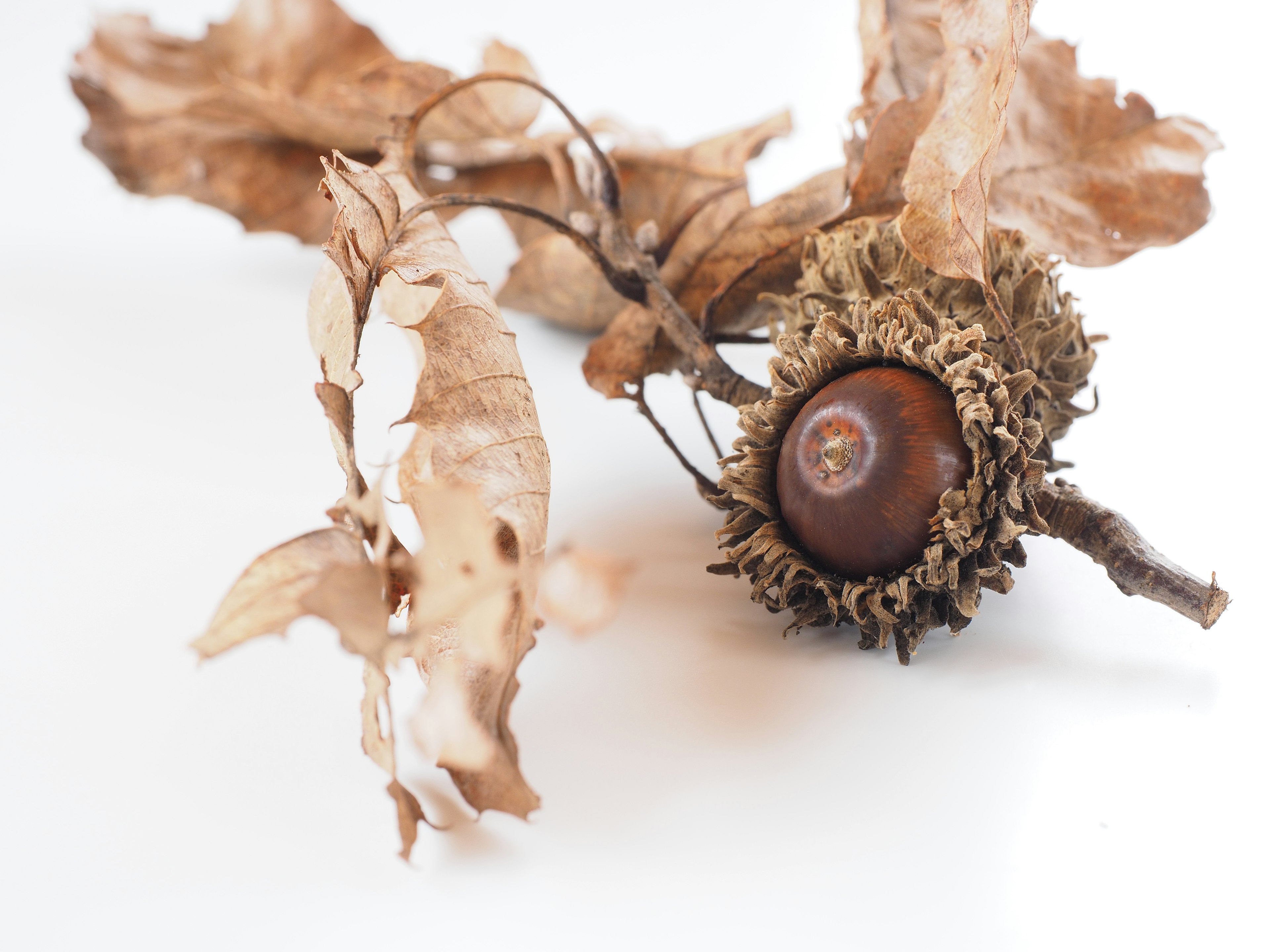 Feuilles sèches et un gland sur un fond blanc