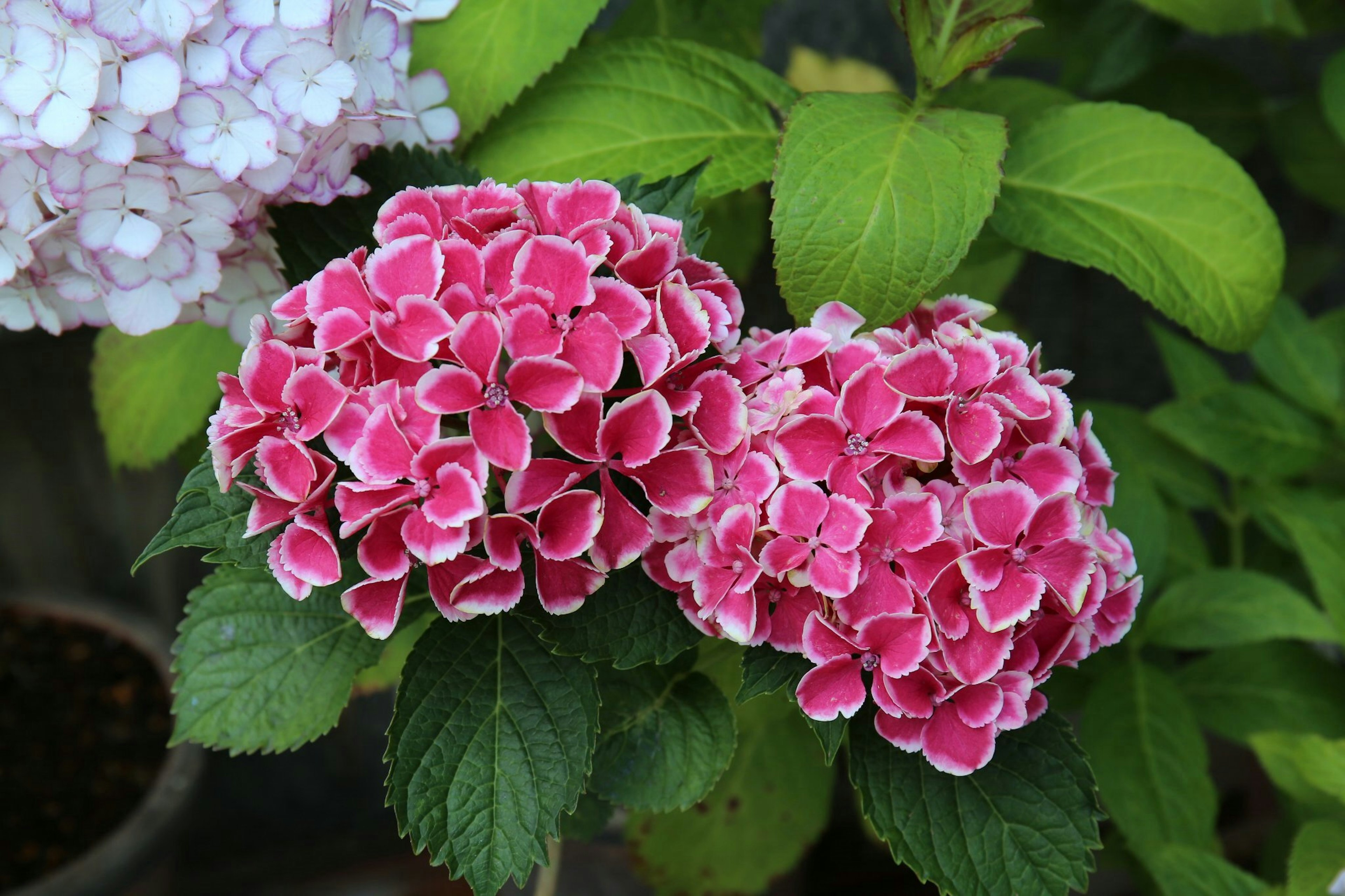 Bunga hydrangea merah muda cerah di latar belakang hijau subur dengan daun