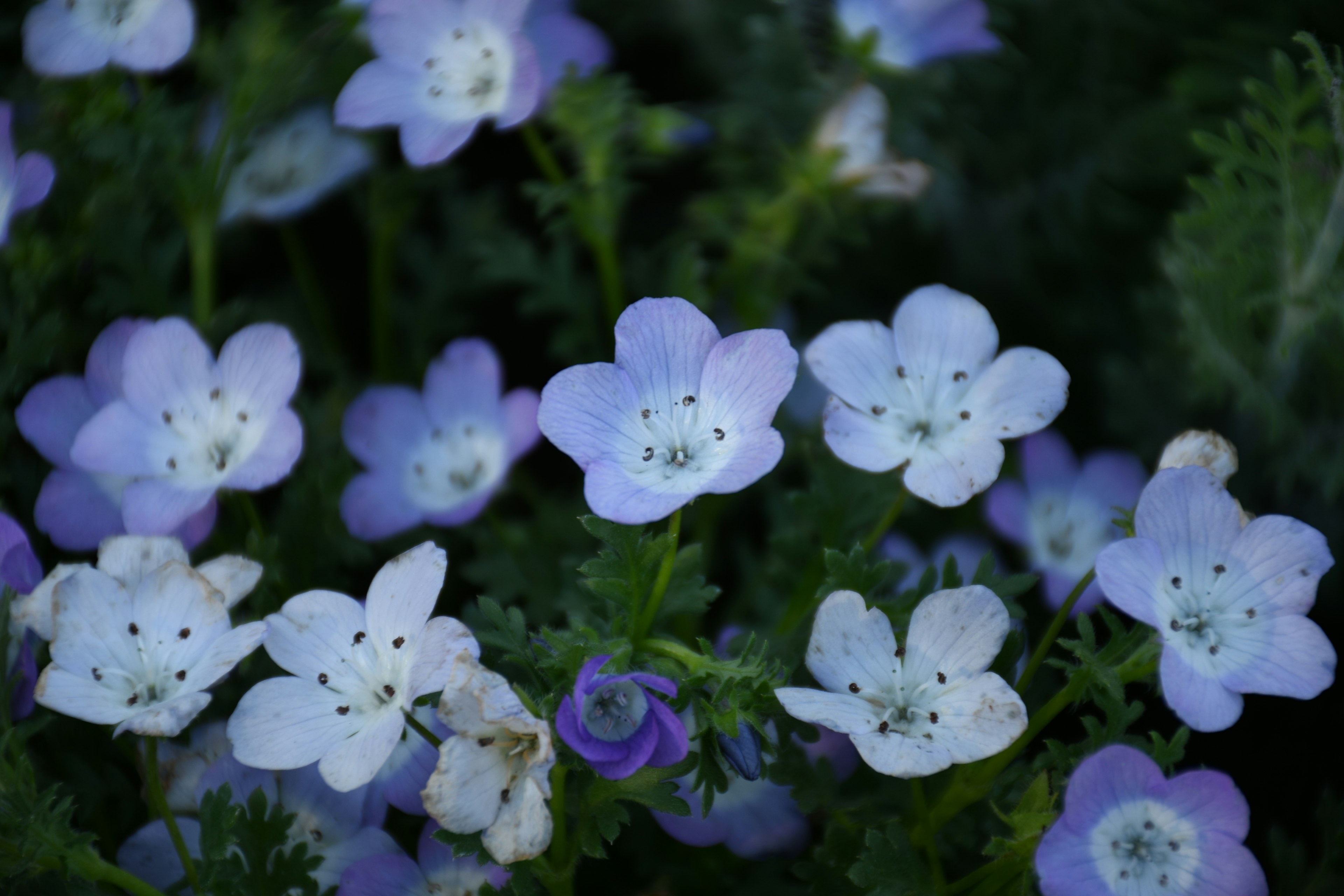 Champ de fleurs violettes délicates entourées de feuillage vert