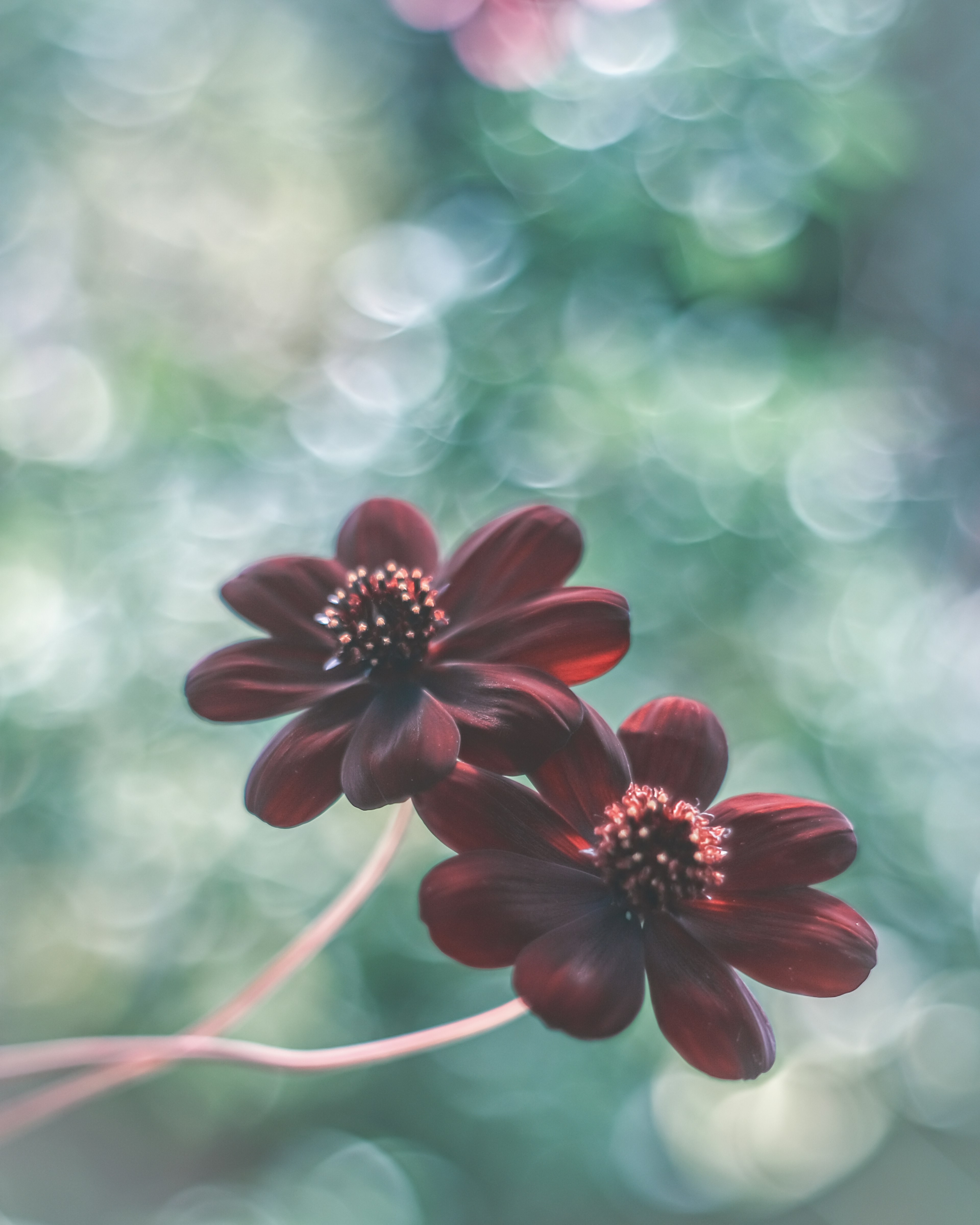 Two red flowers with delicate petals against a soft green background