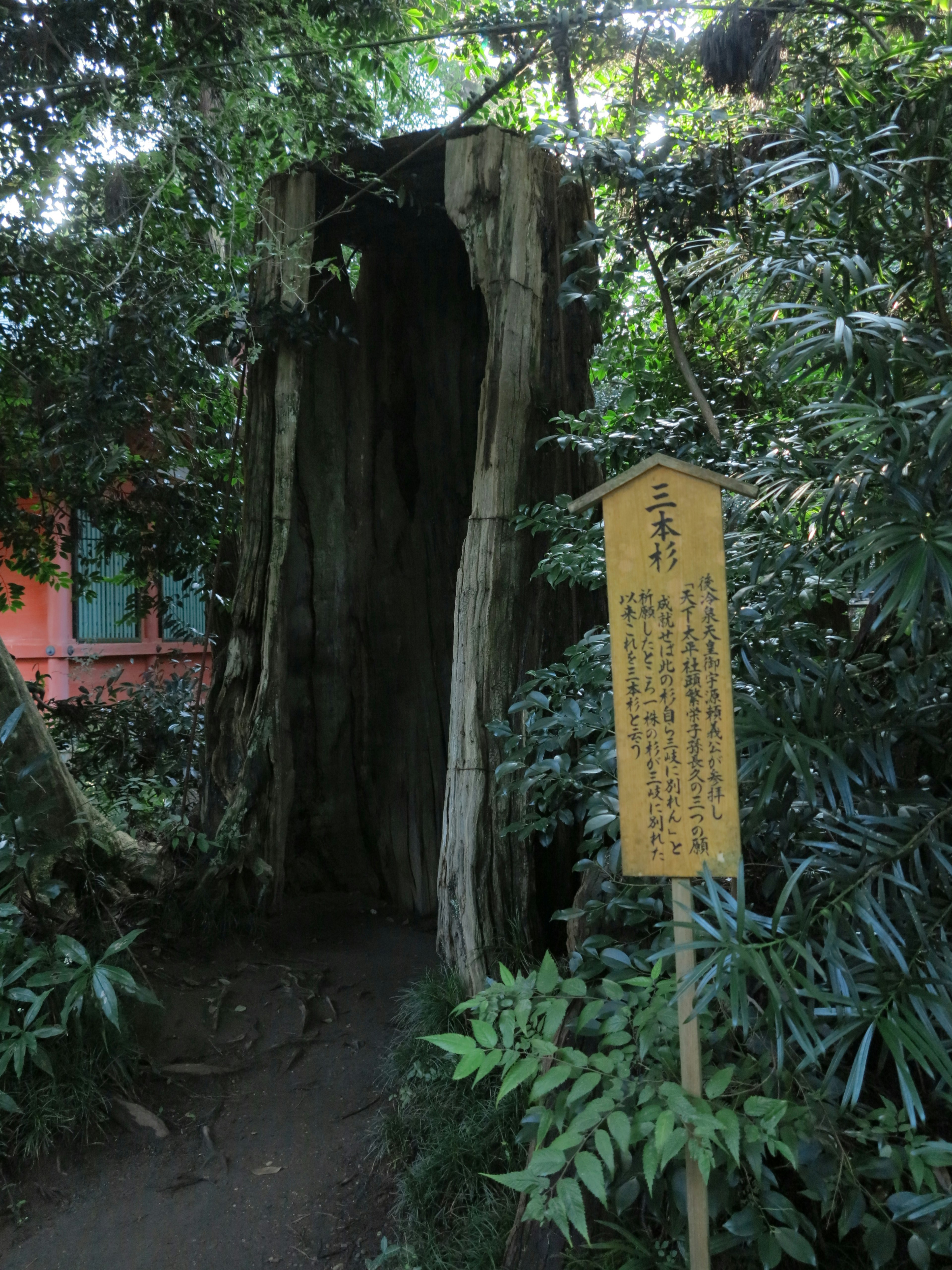 Ingresso di un tronco d'albero cavo circondato da vegetazione lussureggiante