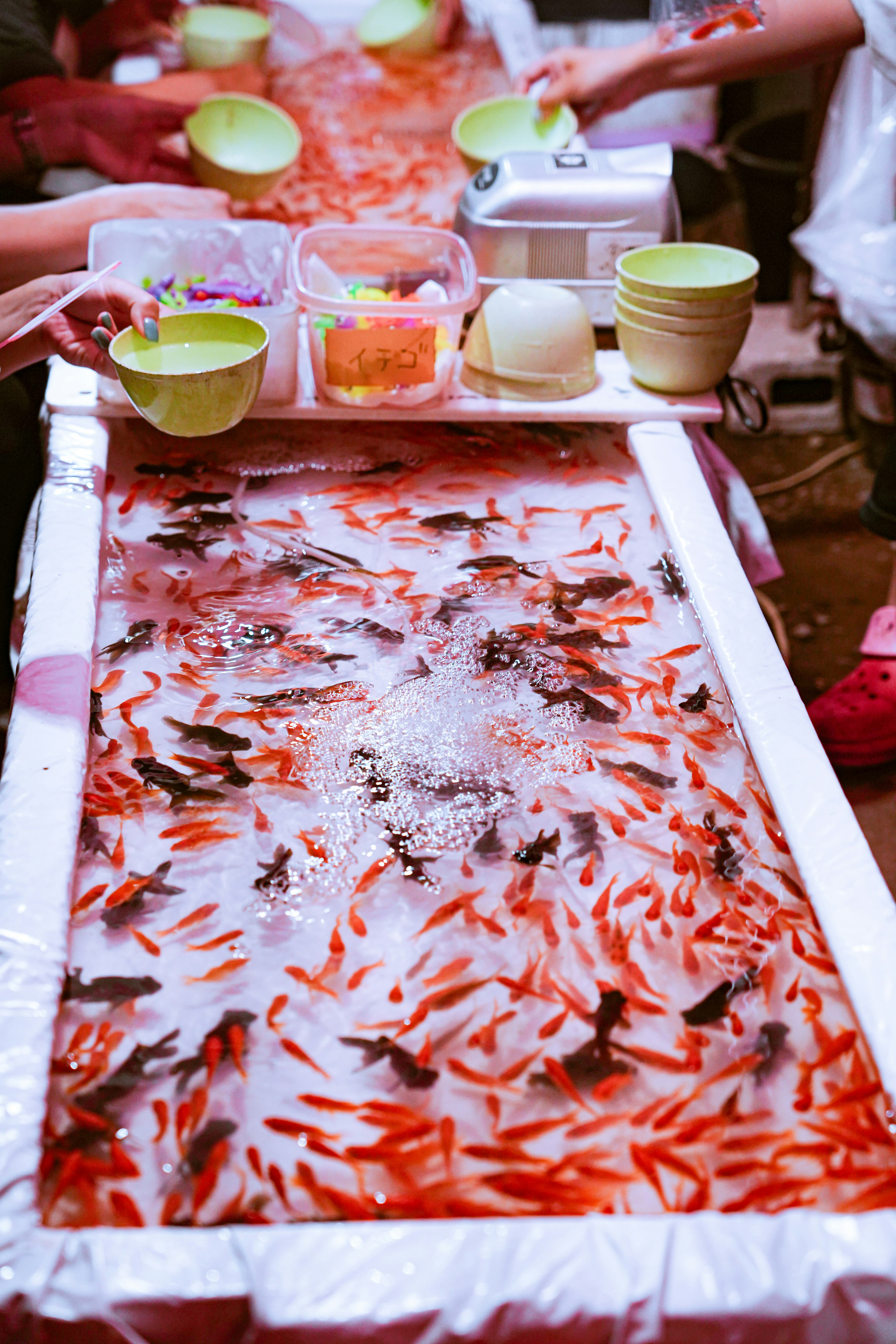 Un aquarium rempli de poissons rouges colorés entouré de glace colorée