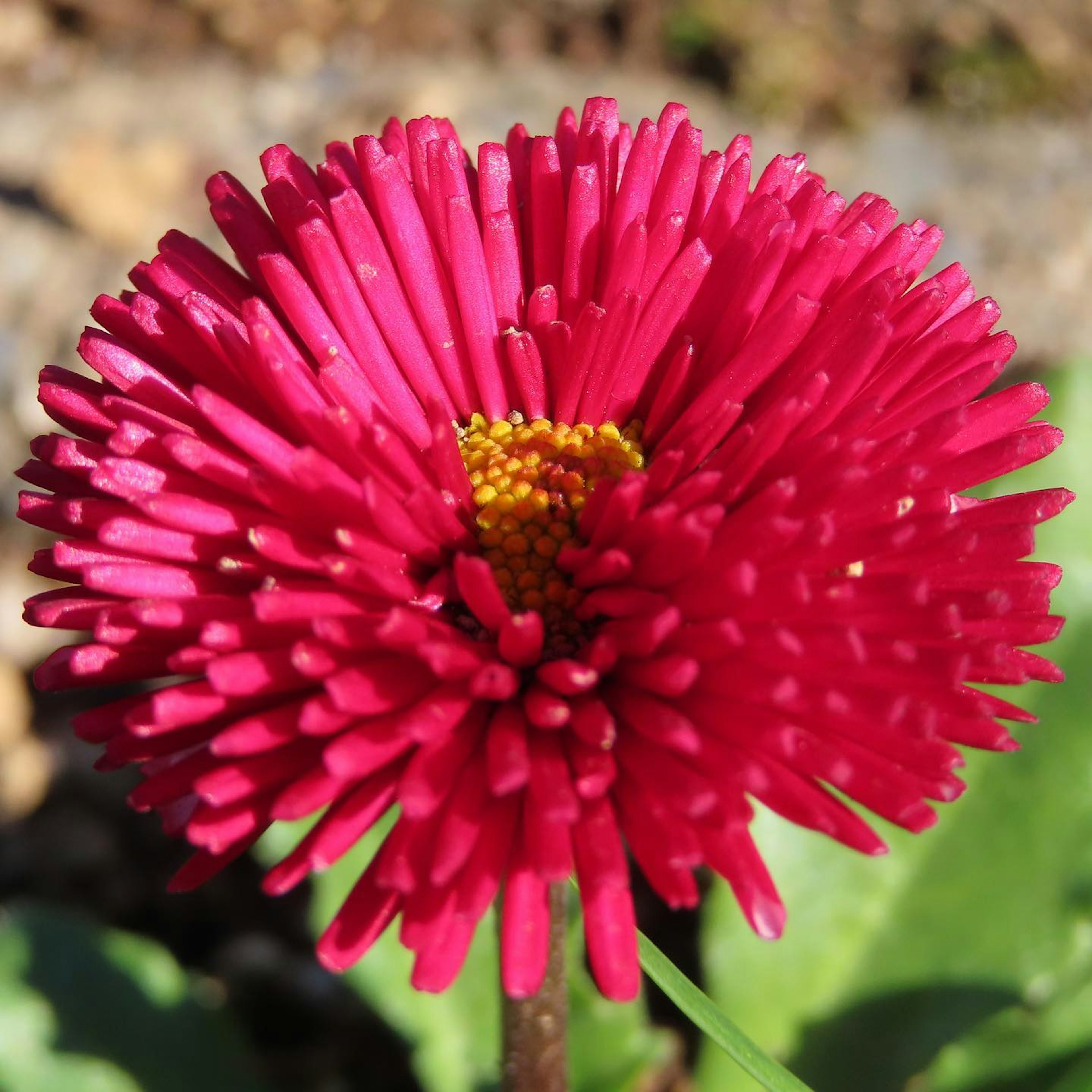 Nahaufnahme einer lebhaften roten Blume mit gelbem Pollen in der Mitte