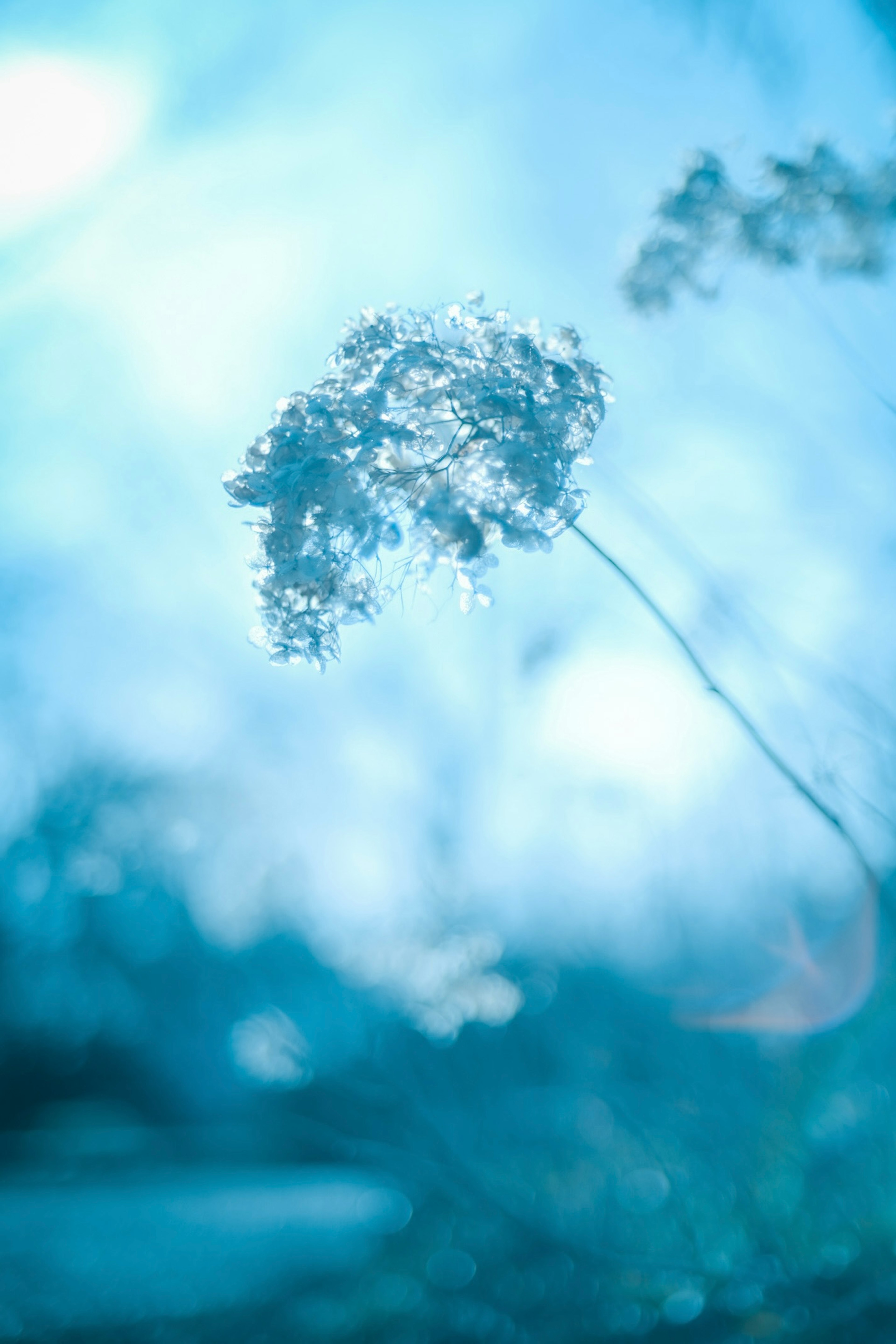 Delicate grass spikelets with water droplets against a blue background