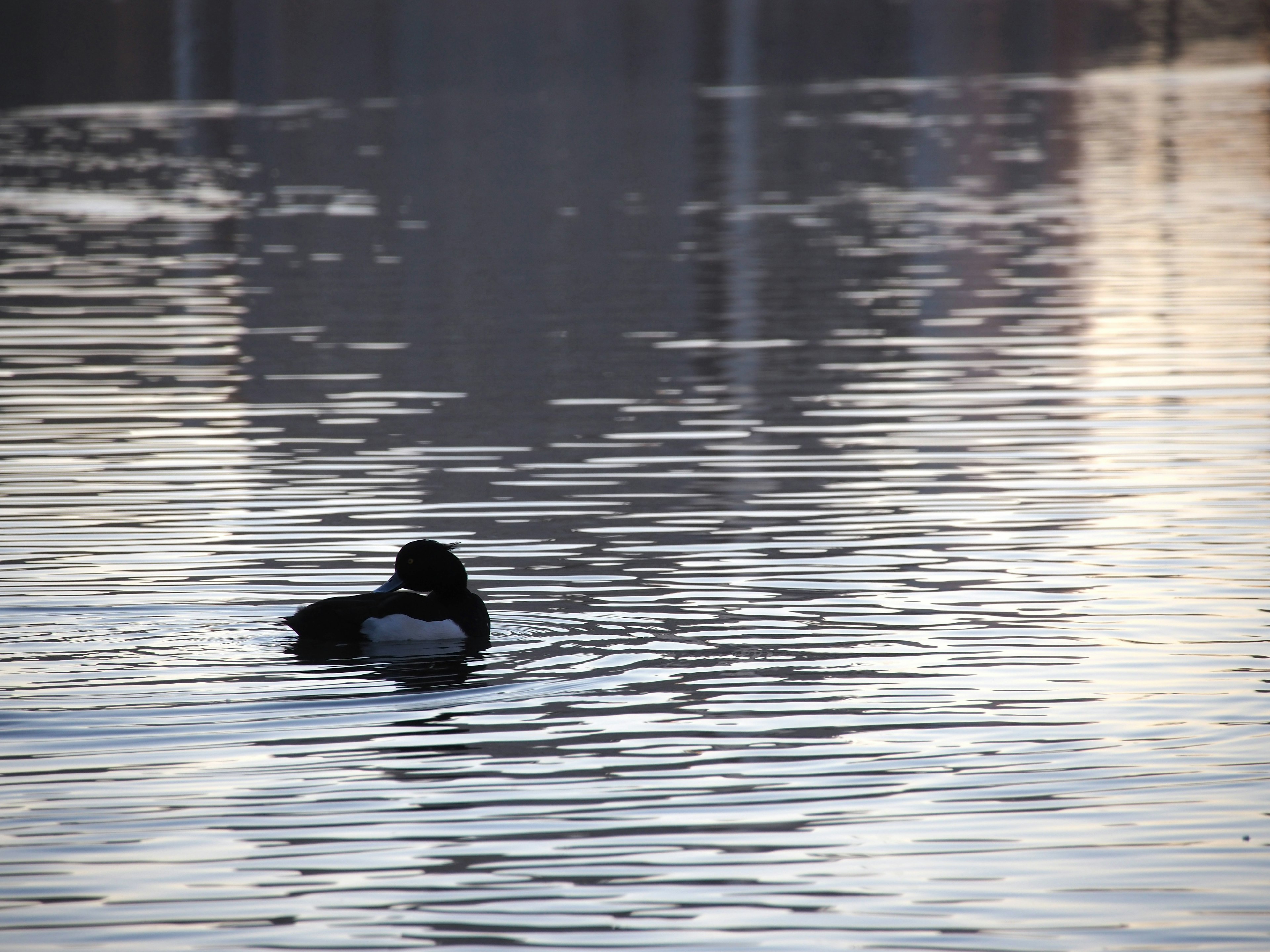 Silhouette d'un canard flottant sur la surface calme d'un lac