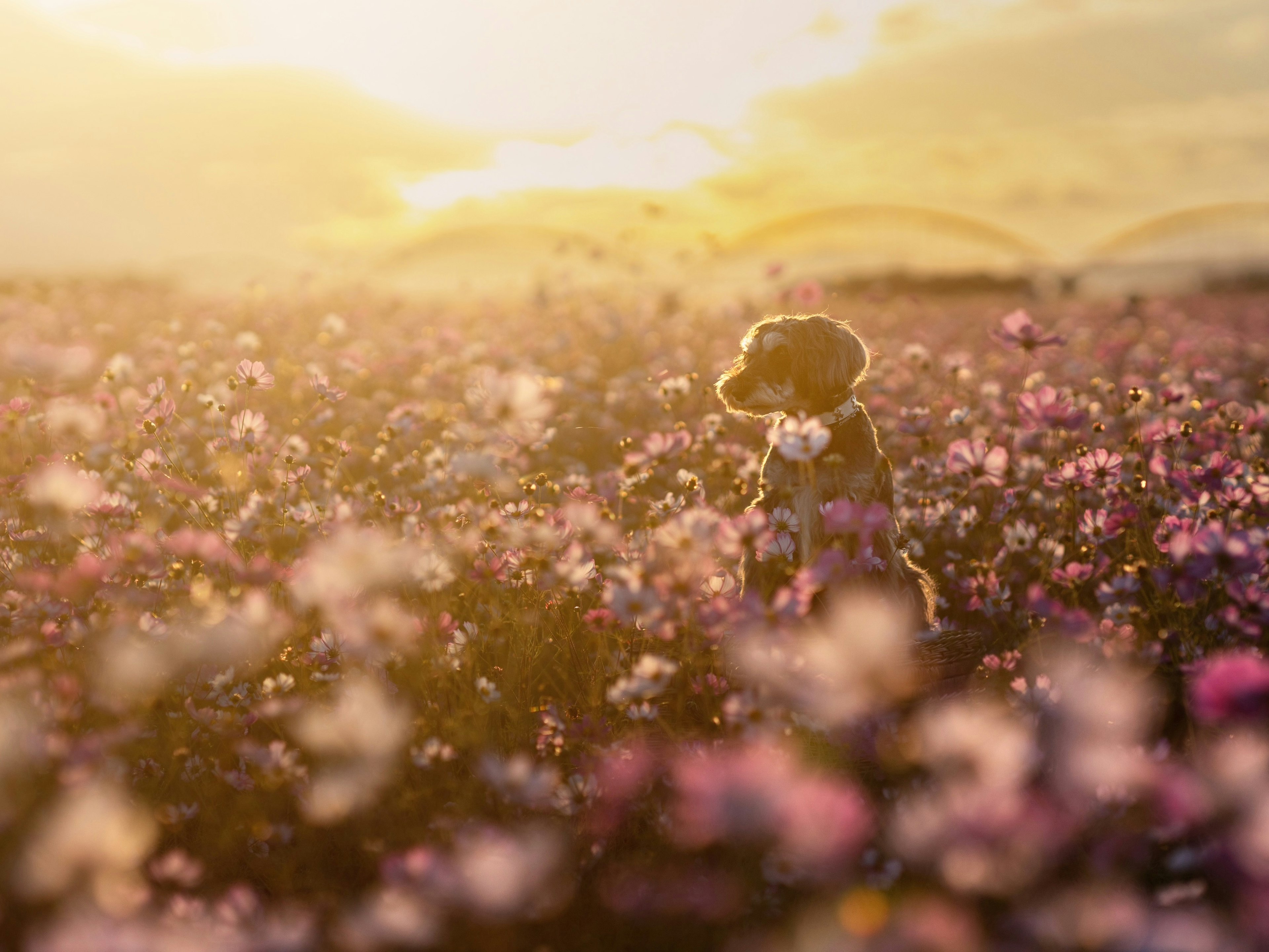 Silhouette eines Hundes in einem Blumenfeld mit Sonnenuntergang im Hintergrund