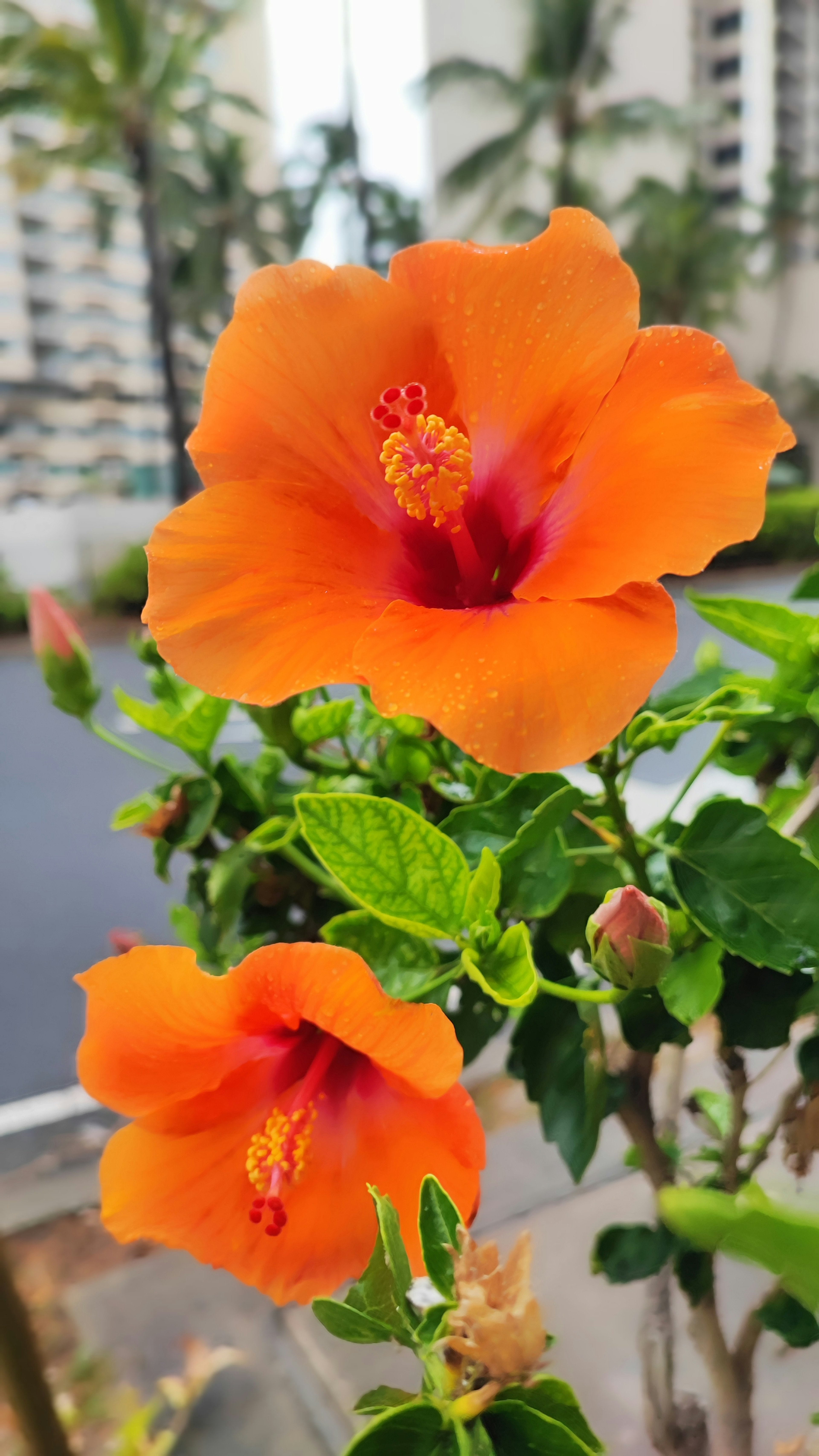 Deux fleurs d'hibiscus orange vif fleurissent parmi des feuilles vertes