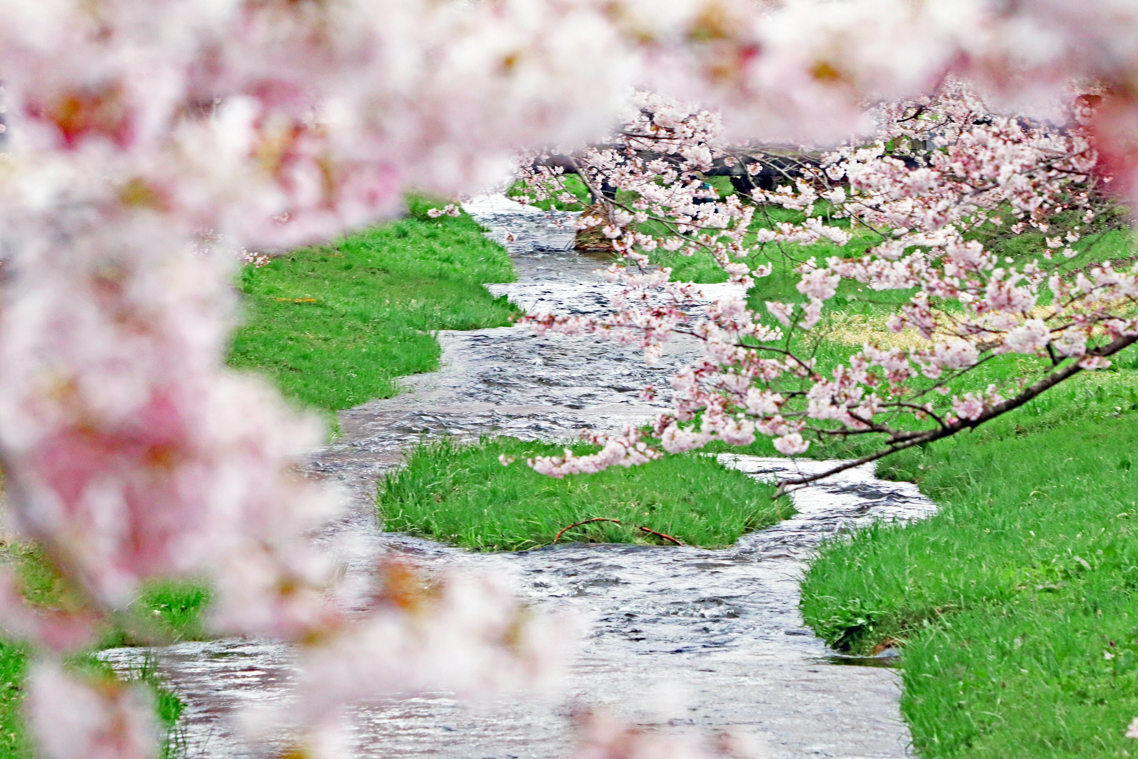 Pemandangan indah sebuah aliran dikelilingi bunga sakura dan rumput hijau