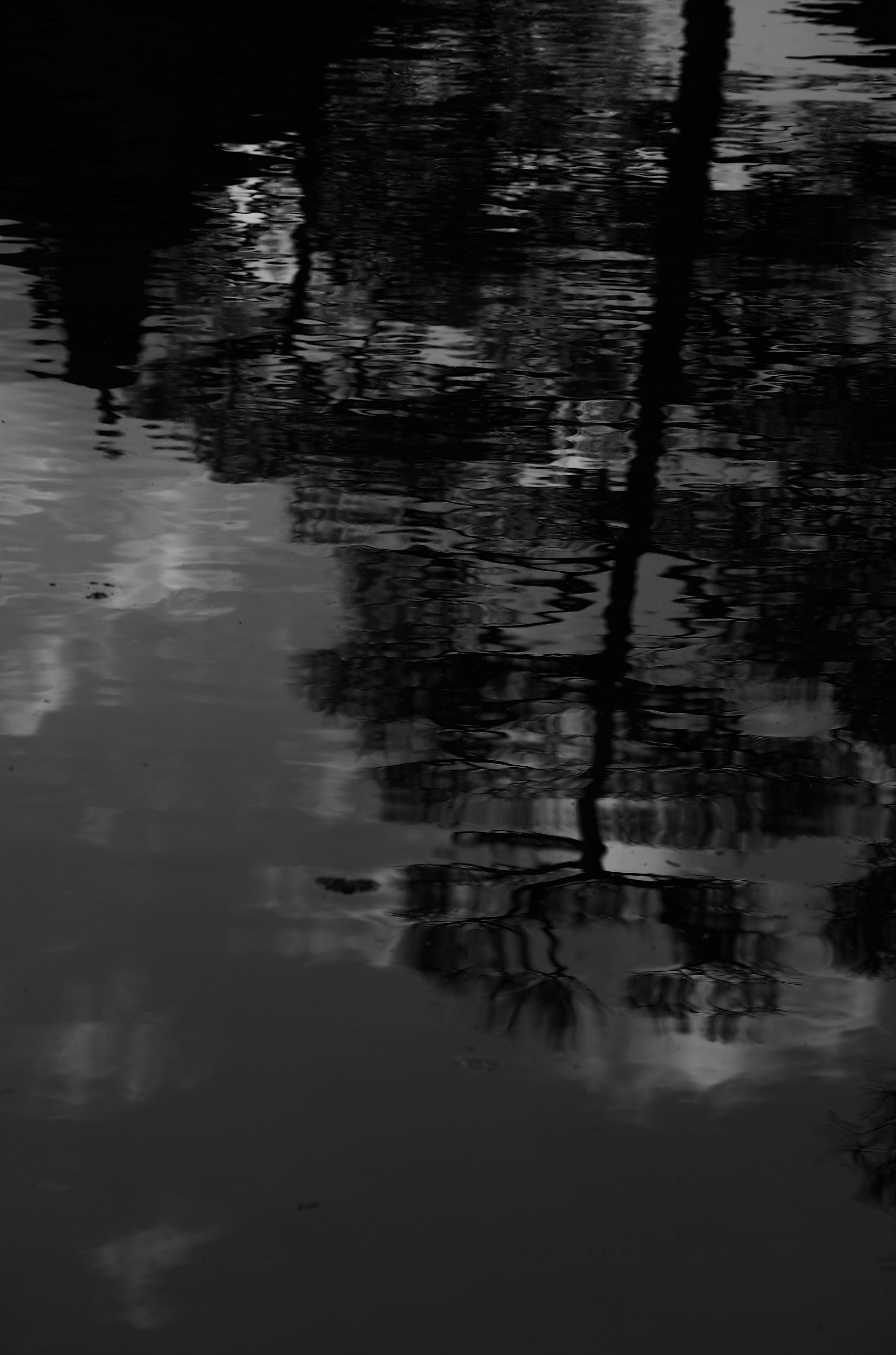 Foto en blanco y negro de siluetas de árboles y nubes reflejadas en la superficie del agua