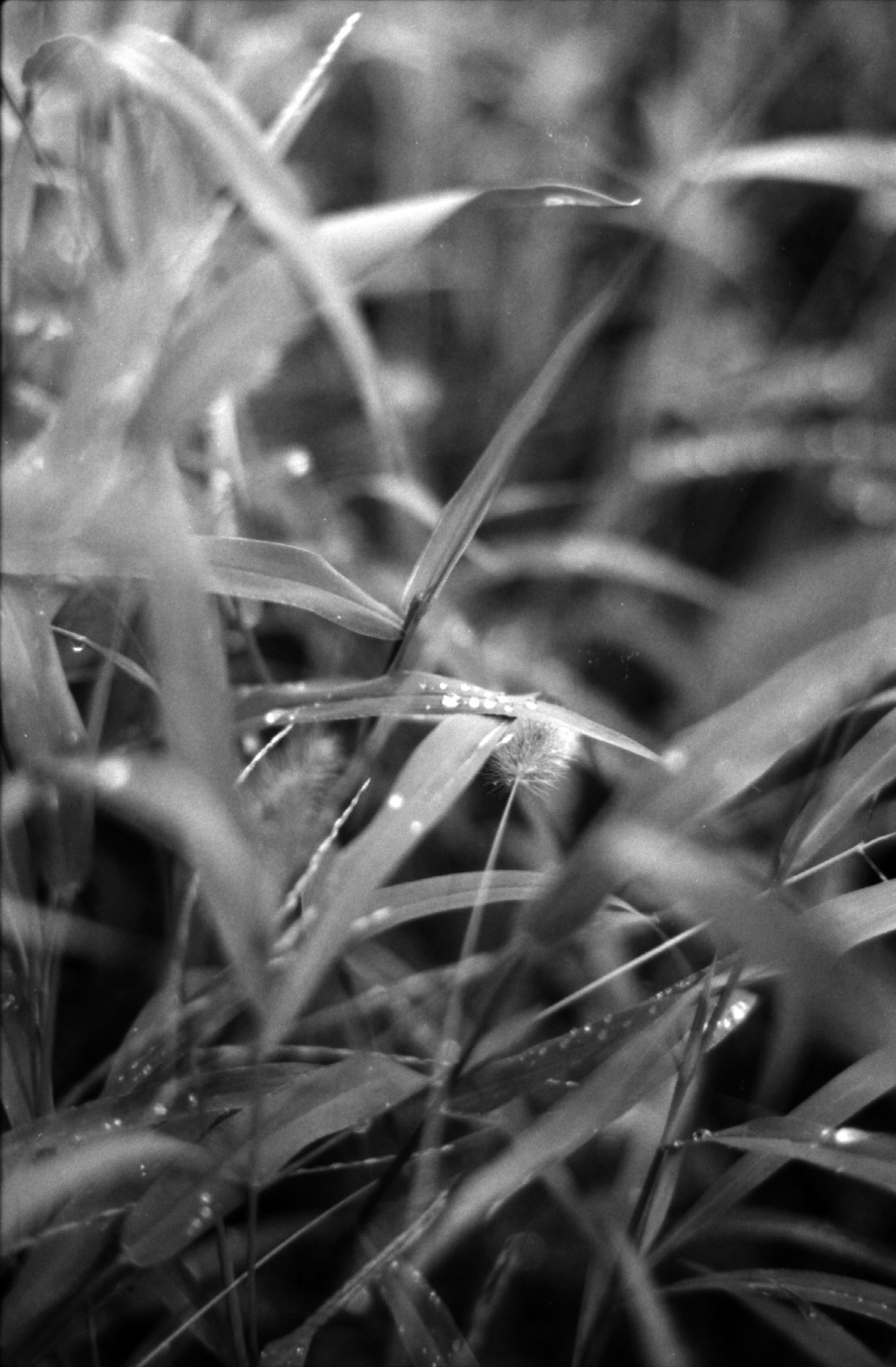 Close-up of grass leaves in black and white with raindrops on the leaves