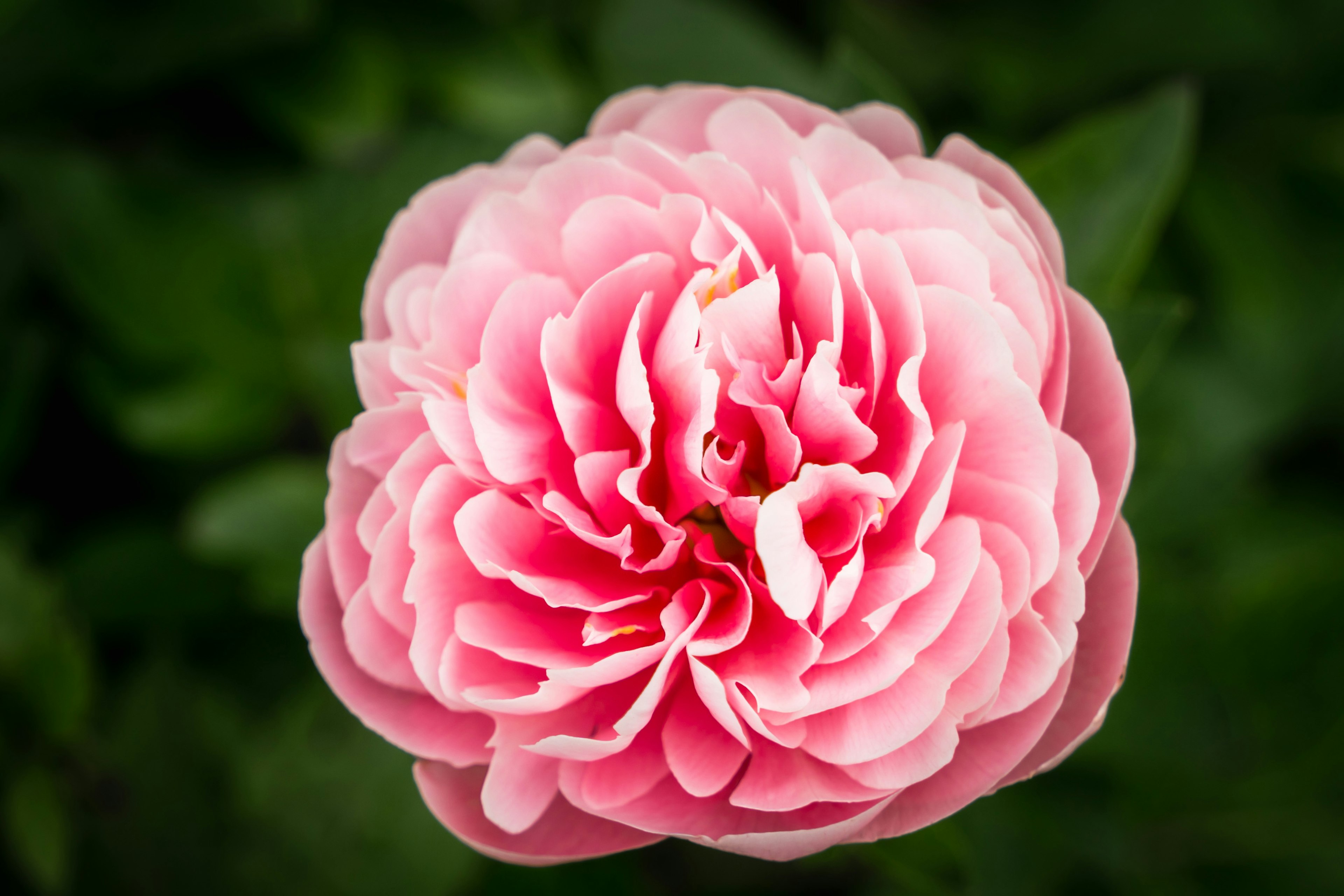 Un fiore rosa che sboccia su foglie verdi