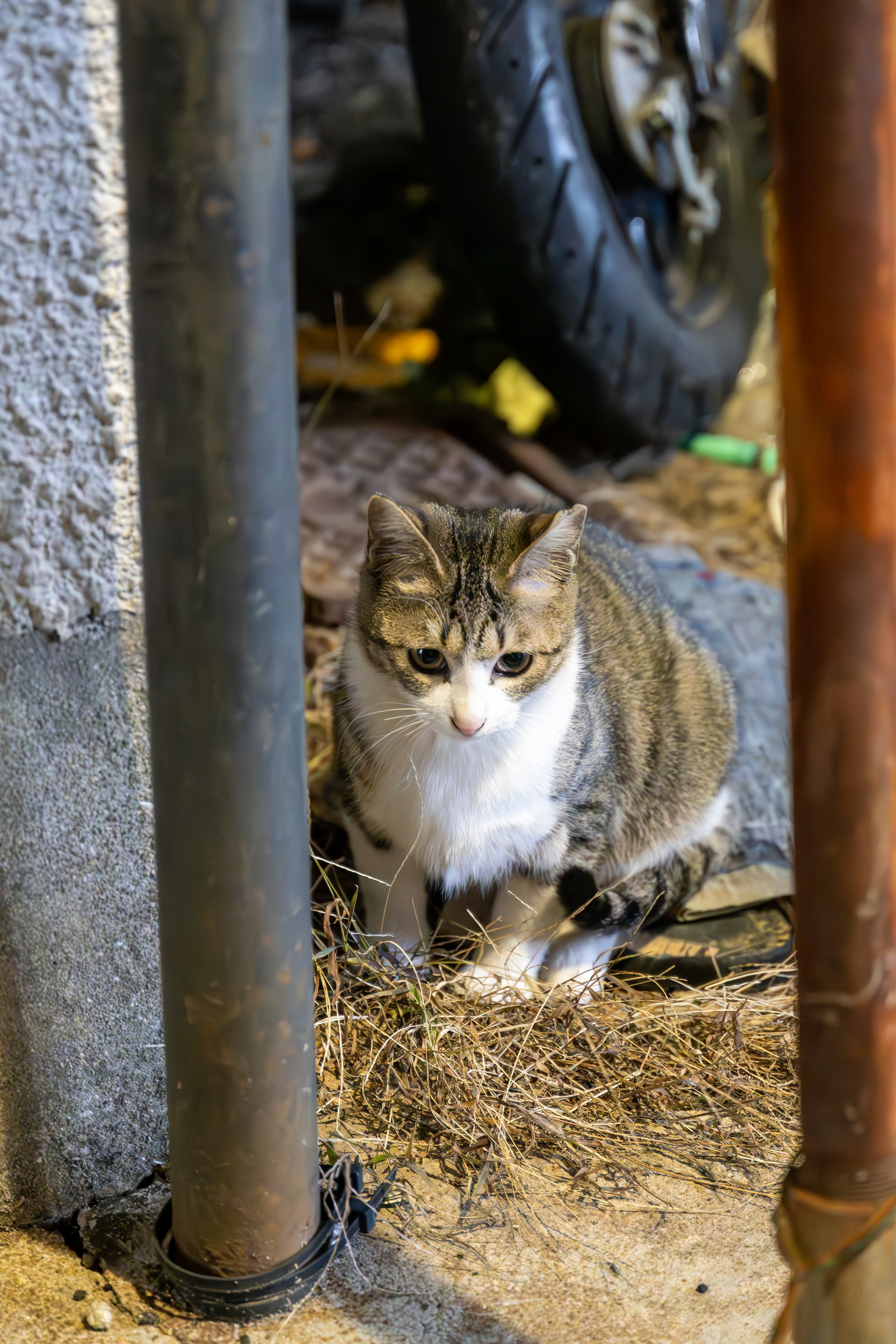 Un chat assis entre des tuyaux dans un environnement encombré