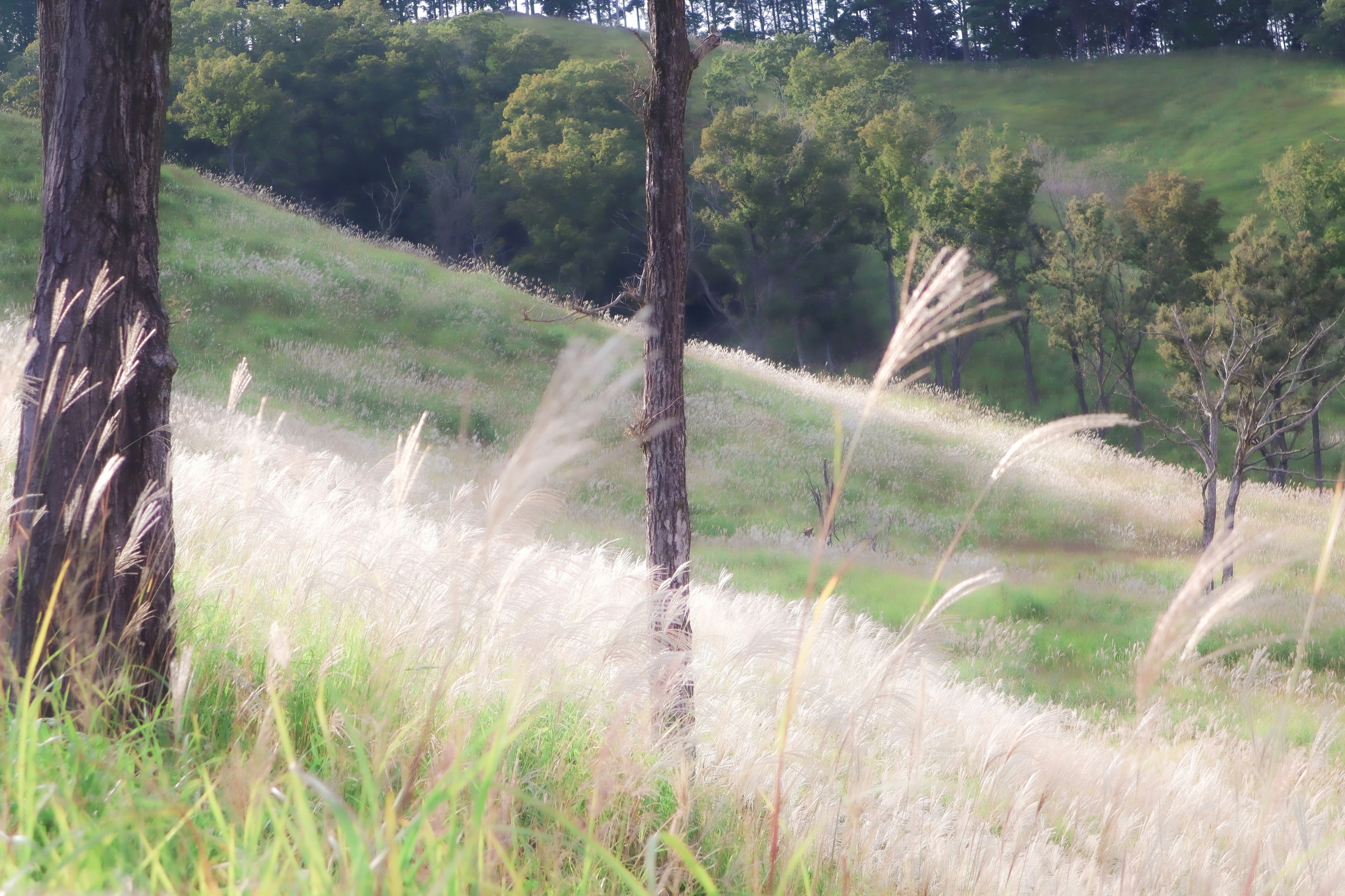 Paysage de collines vertes avec de l'herbe ondulant dans le vent