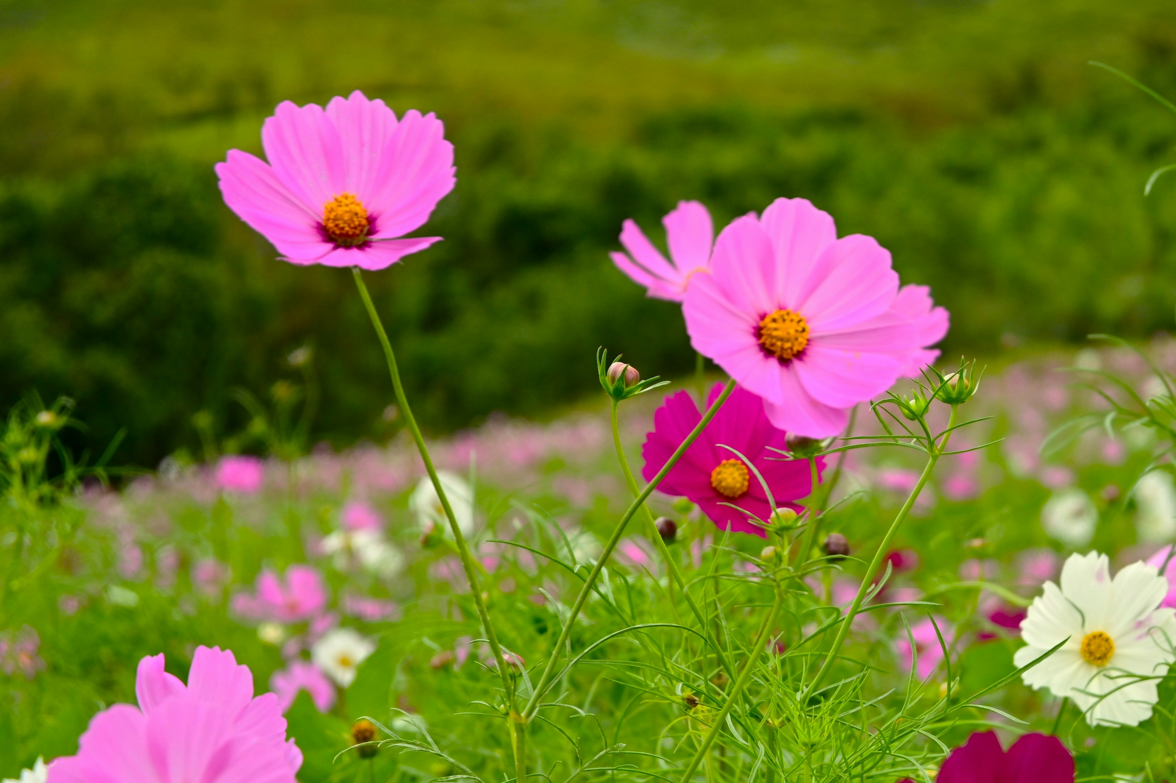 色とりどりの花が咲く風景にピンクのコスモスが目立つ