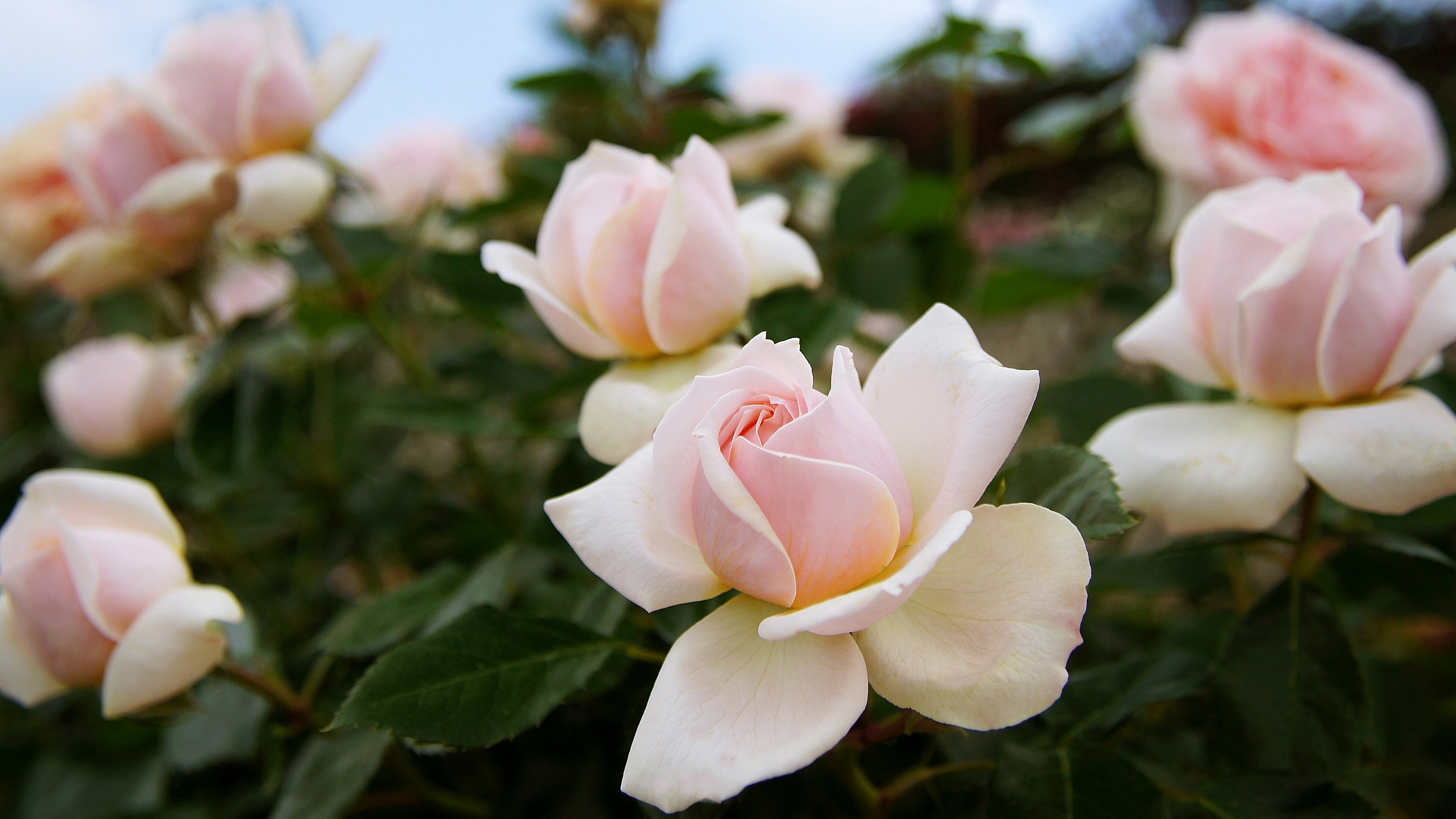 Un primer plano de rosas rosa pálido floreciendo entre hojas verdes