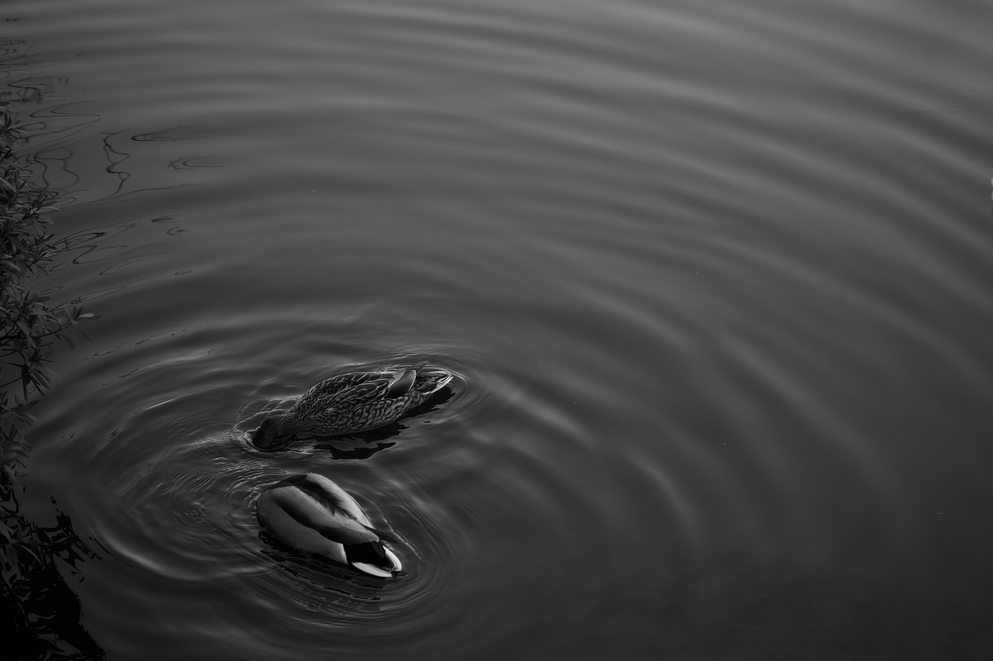 水面に浮かぶ二羽のカモが波紋を作るモノクロの画像