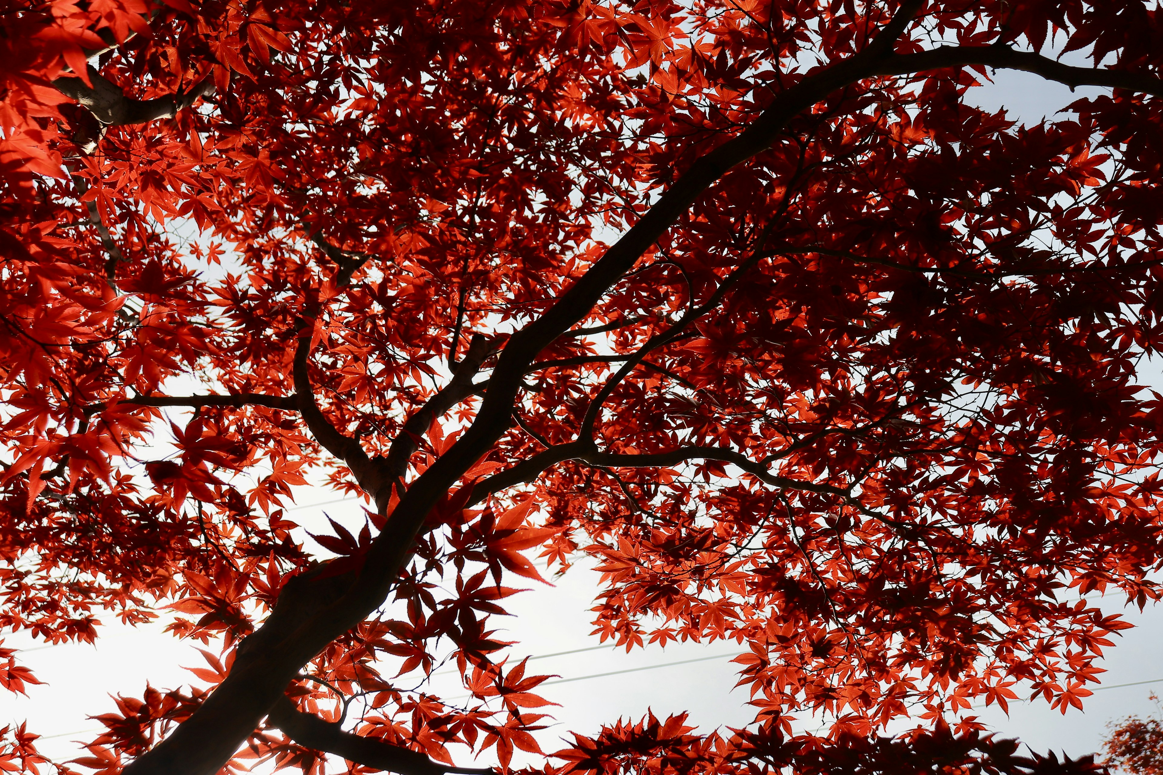 Silhouette di un albero con foglie rosse vivaci