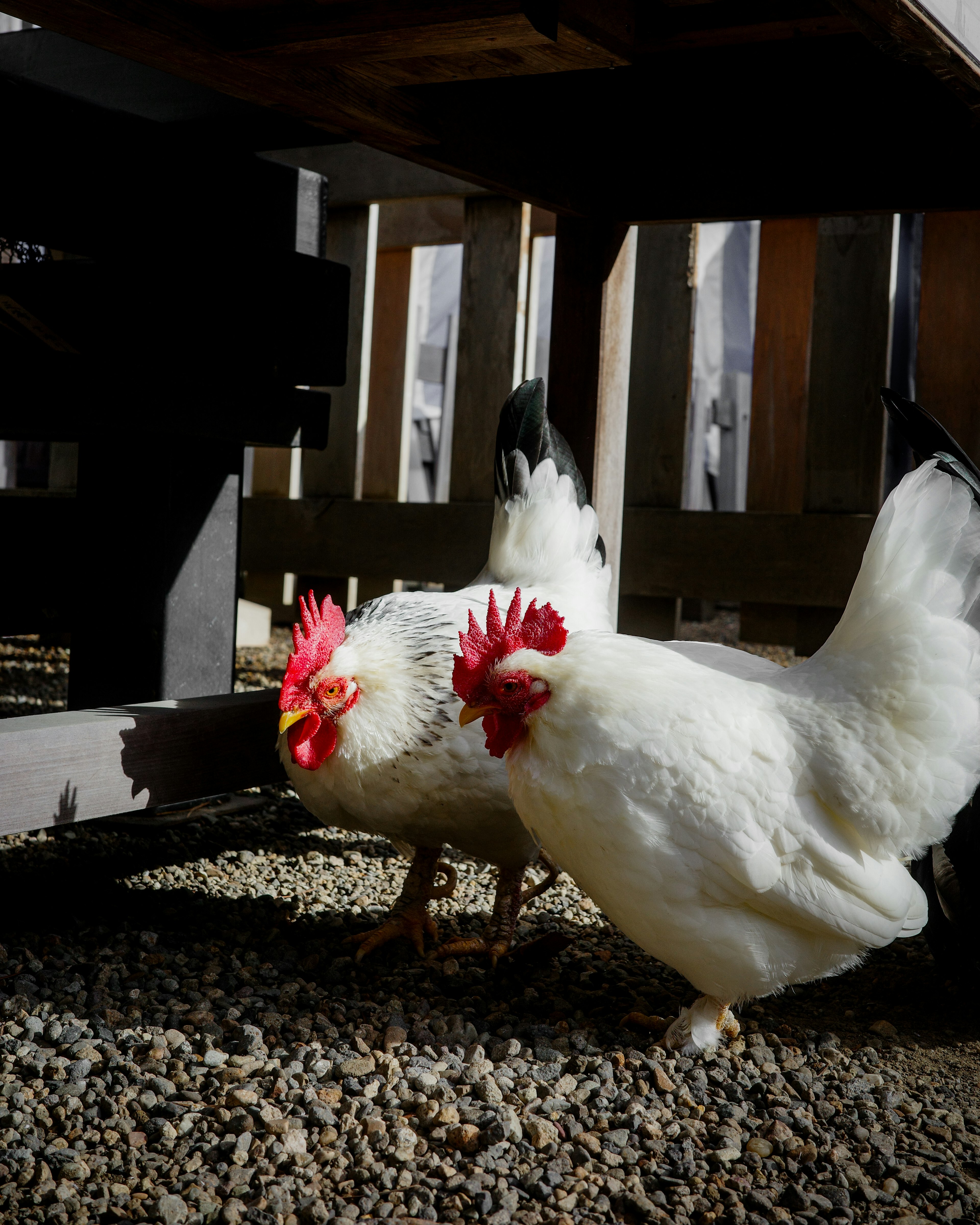 Dos gallinas blancas caminando sobre el suelo