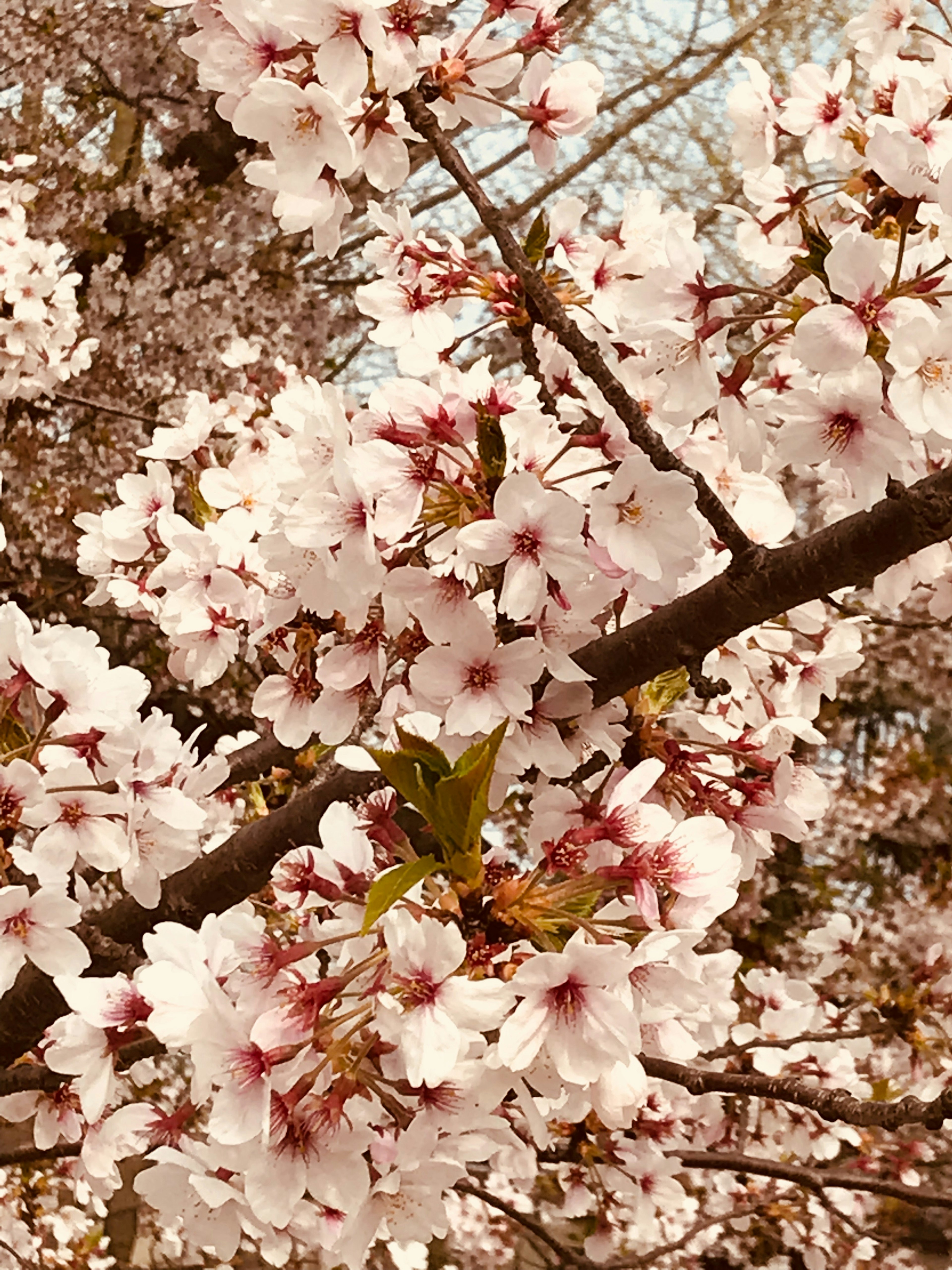 Close-up of cherry blossom flowers on a branch