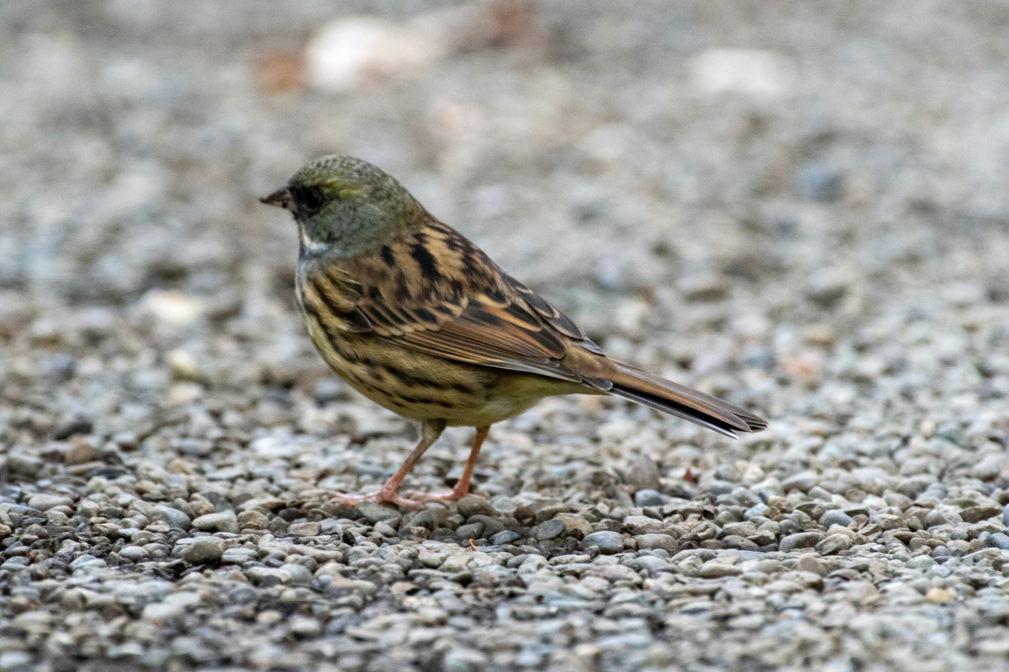 地面に立っている小さな鳥の写真 緑色の頭と茶色の体が特徴