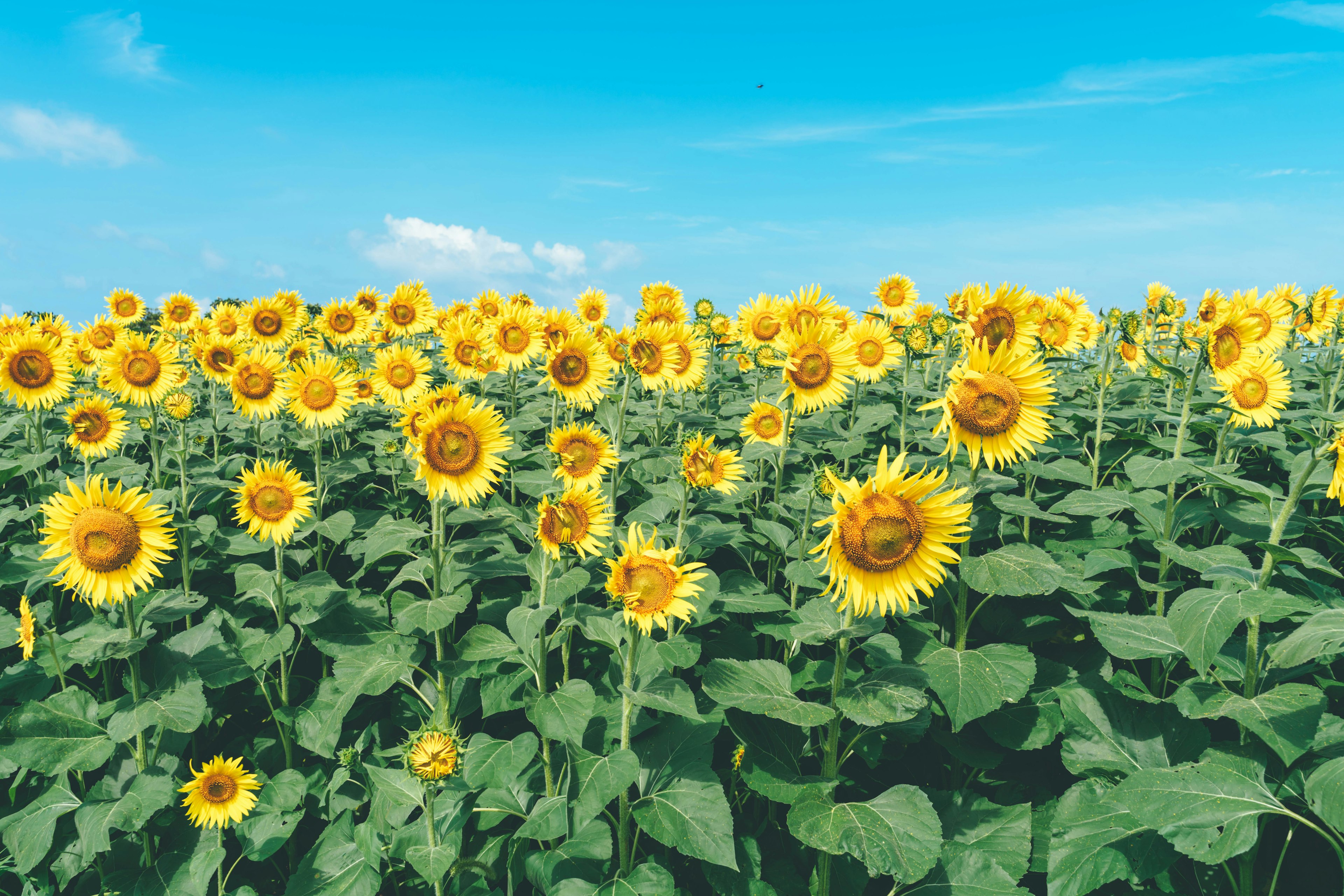 A vibrant sunflower field under a blue sky