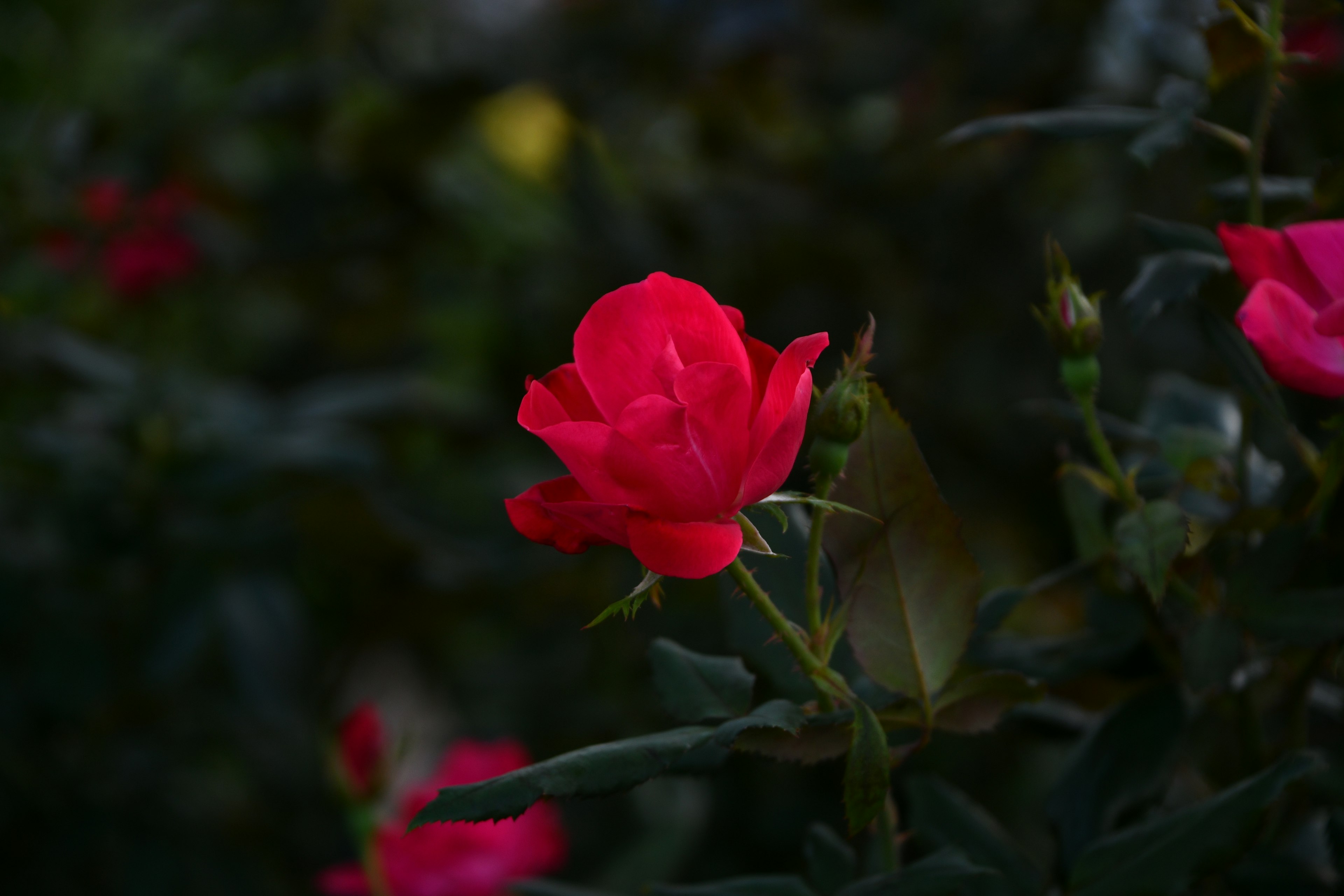 Una rosa rossa che fiorisce tra foglie verdi