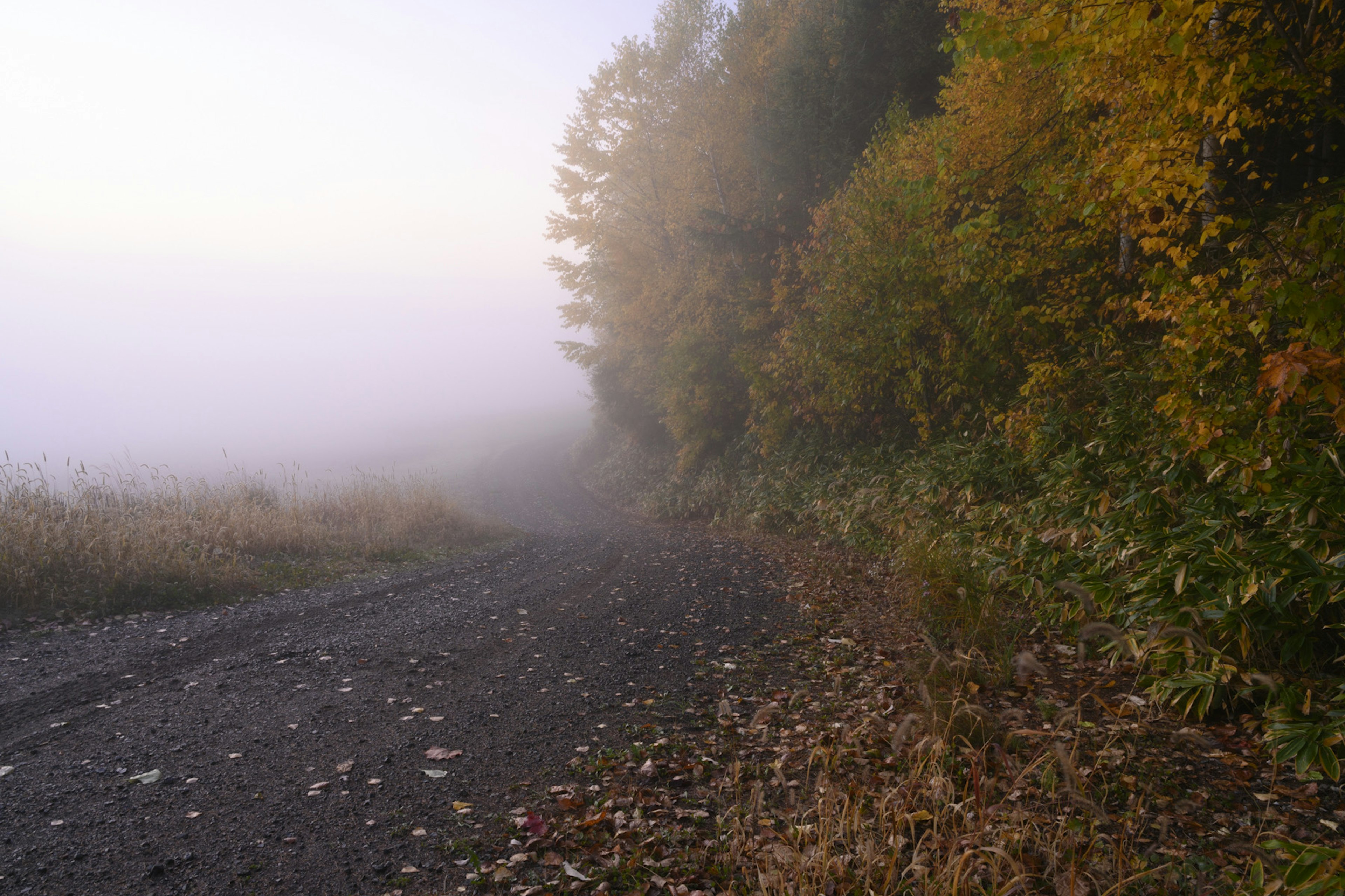 Un paisaje otoñal cubierto de niebla con árboles coloridos y hojas caídas a lo largo de un camino