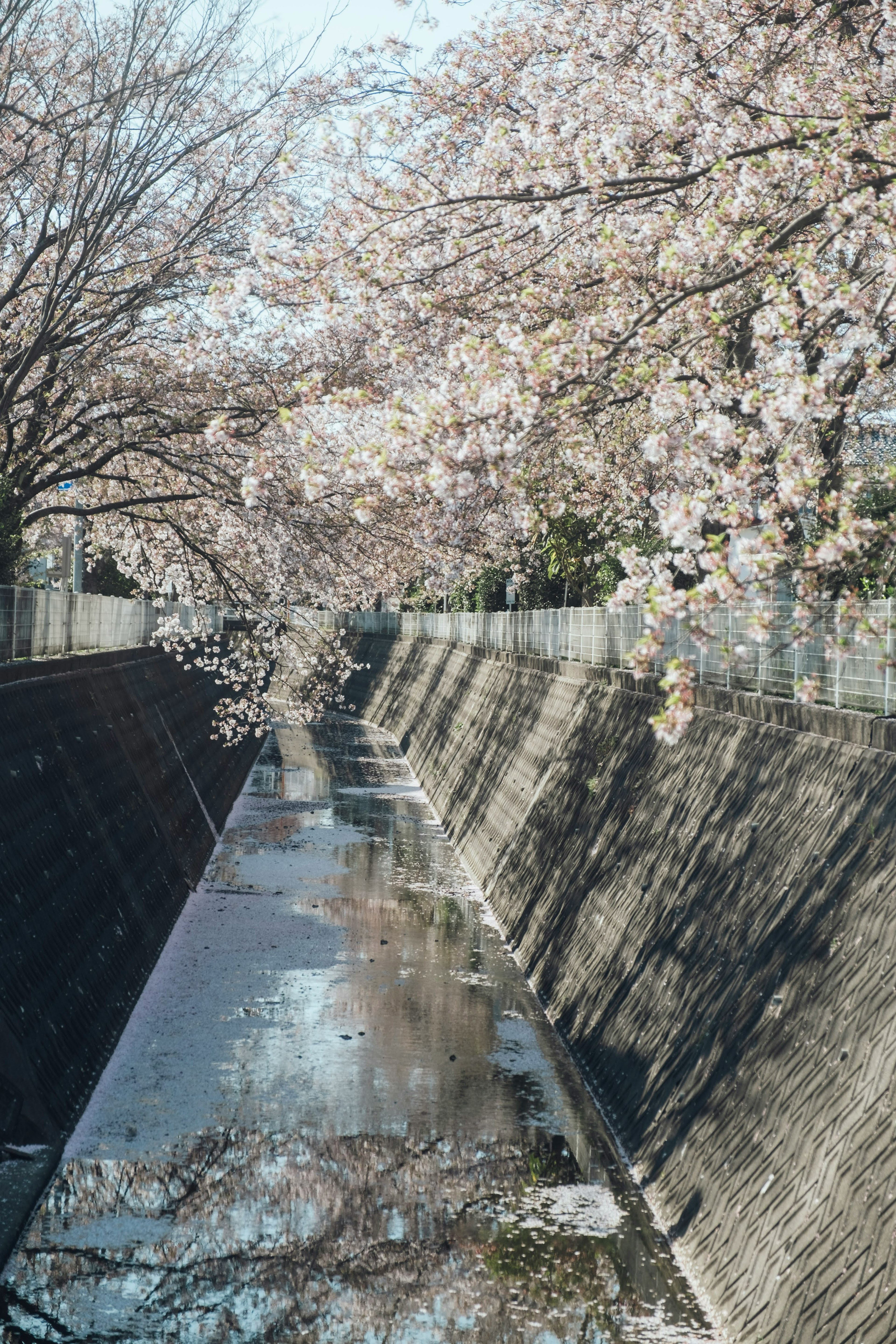 桜の花が咲く水路の風景