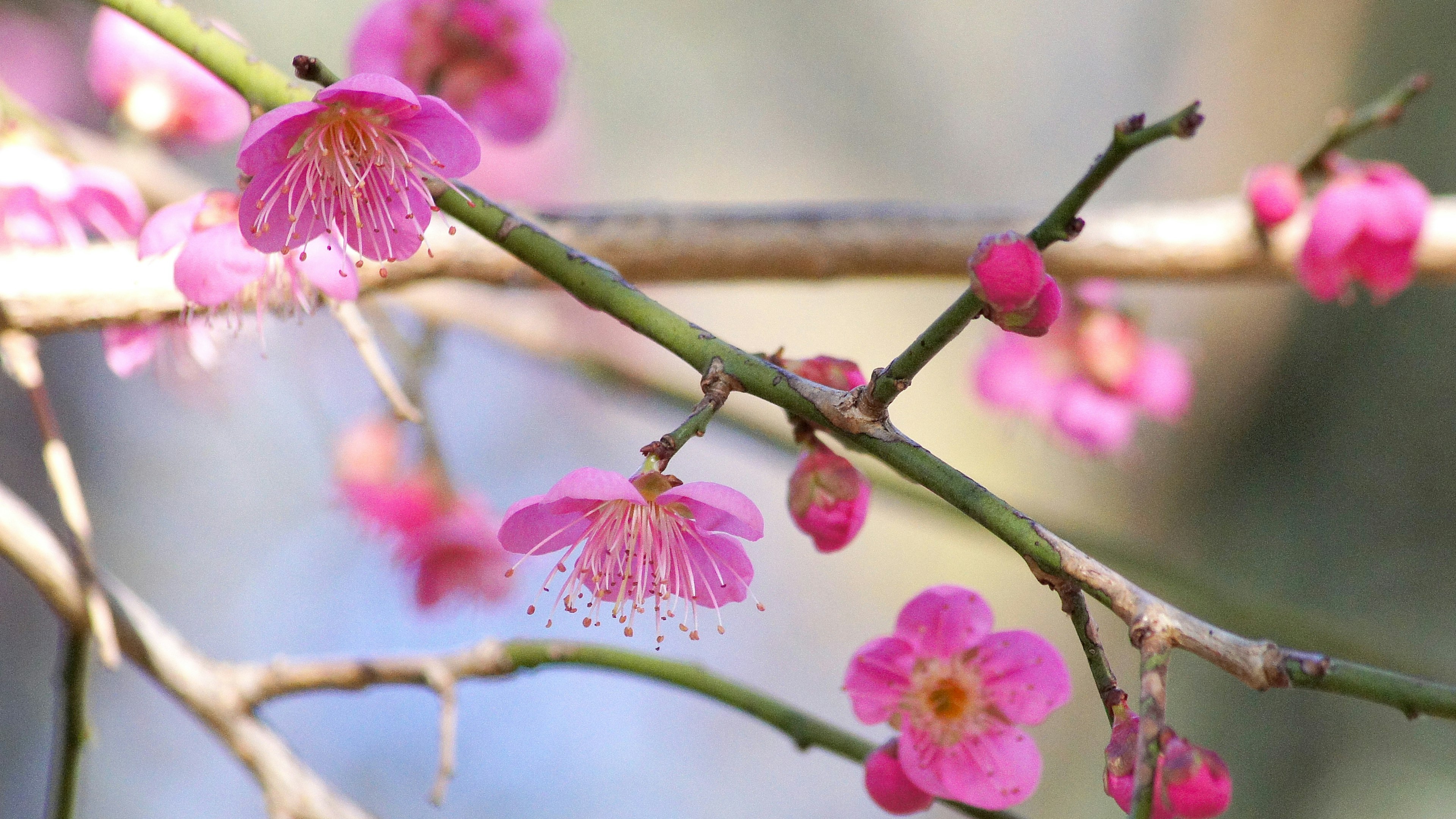 A branch adorned with beautiful pink blossoms