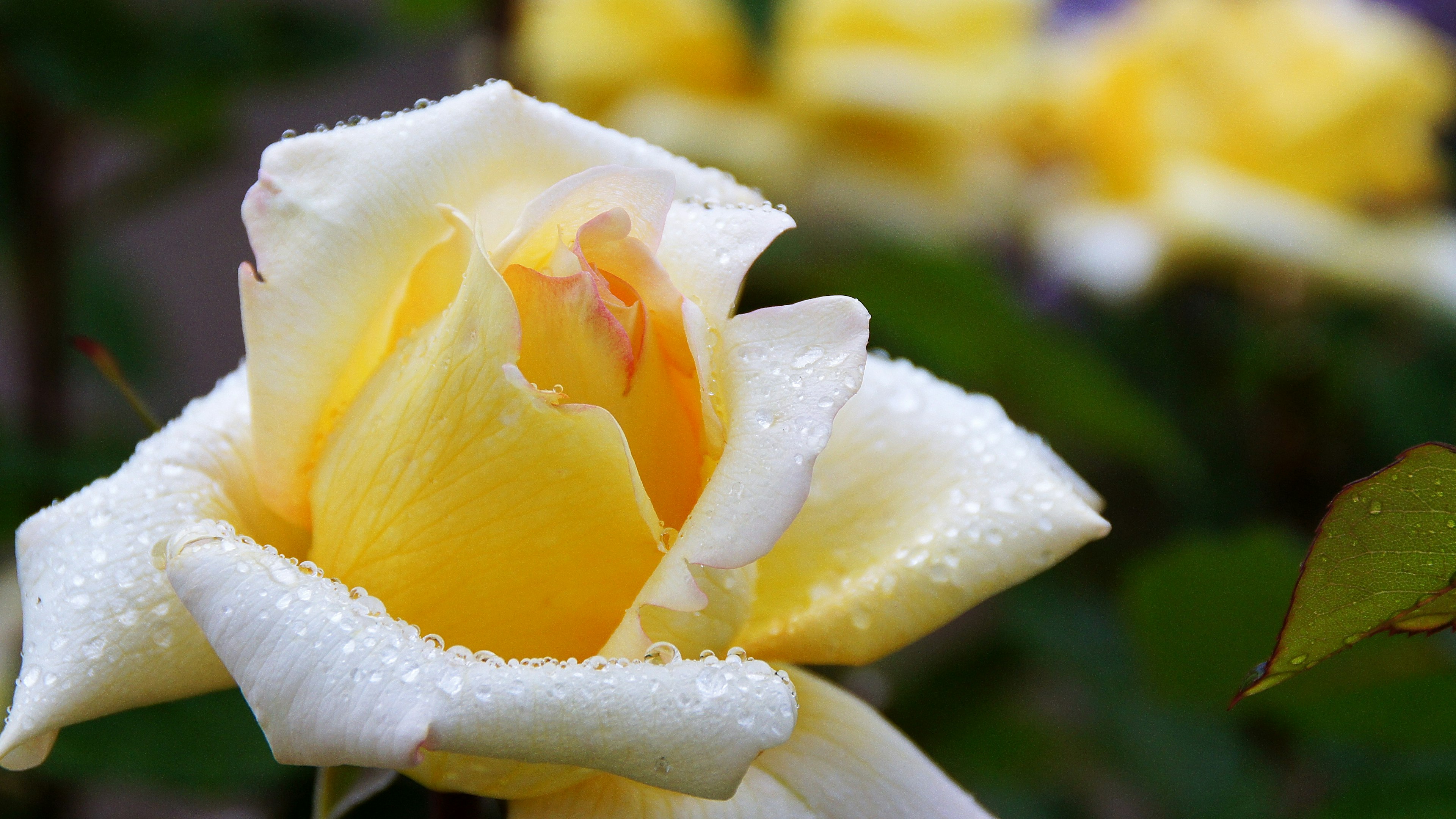 Hermosa rosa amarilla con gotas de rocío en los pétalos