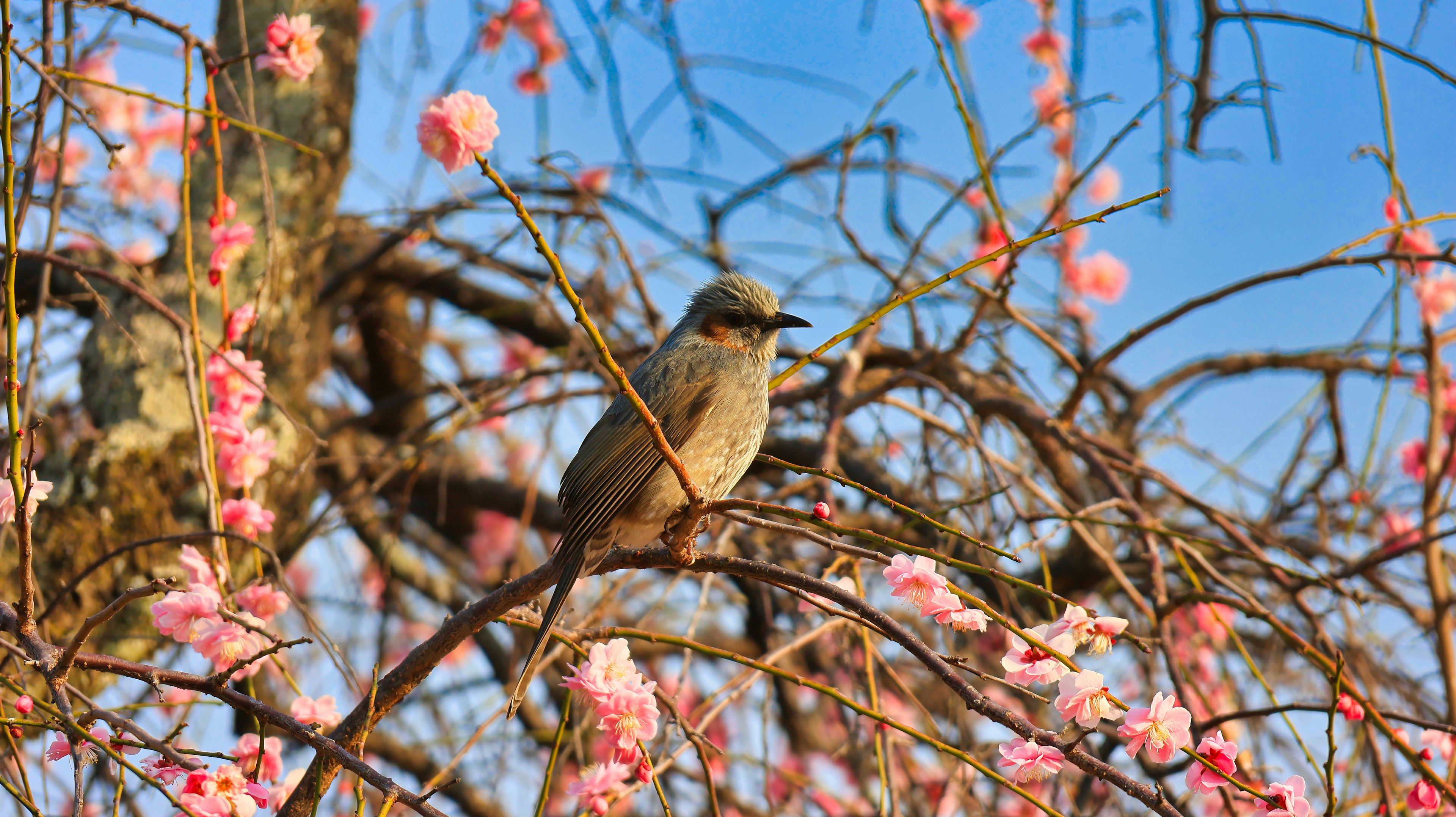 A bird perched on a cherry blossom branch against a blue sky