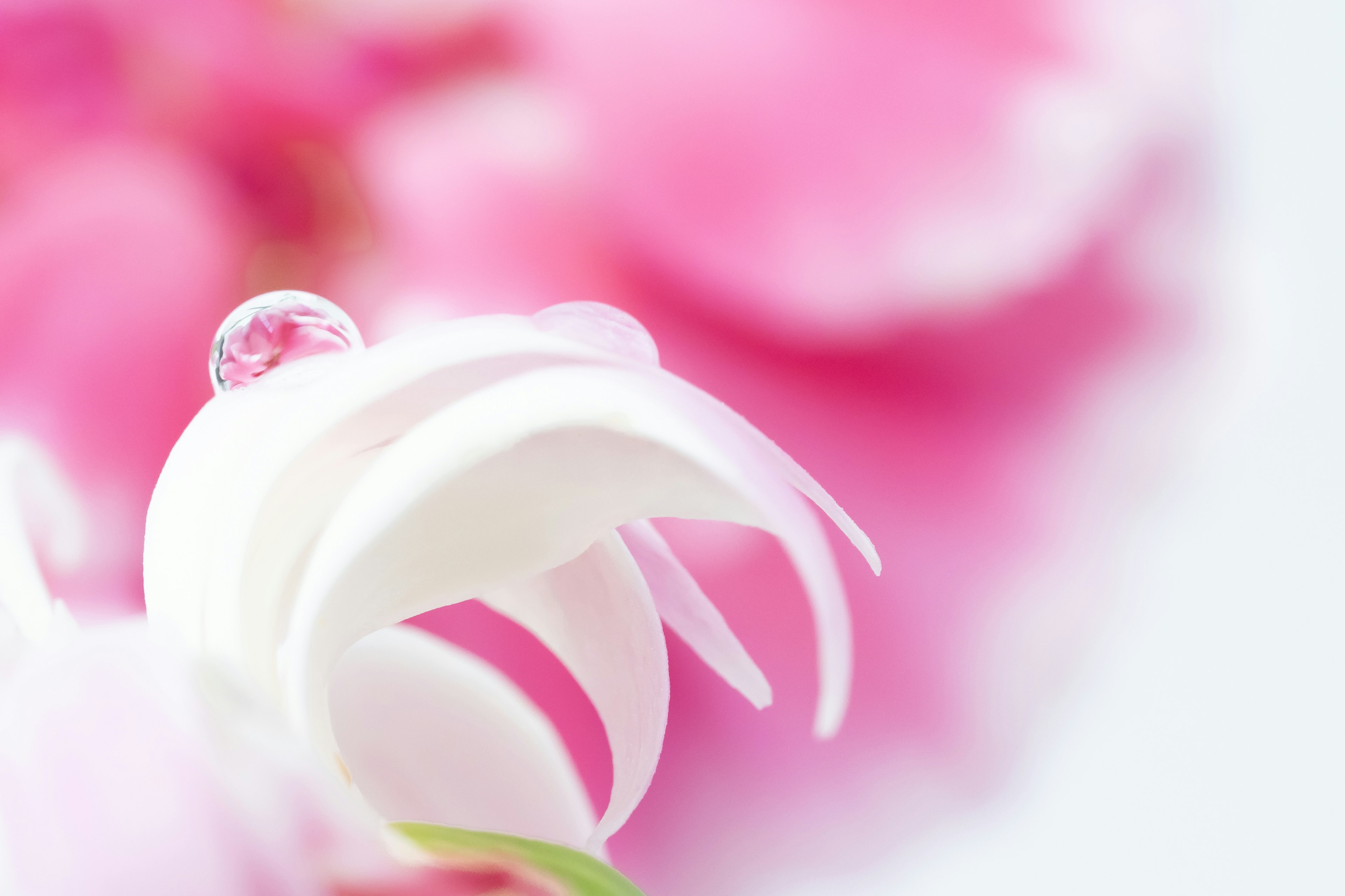 Primo piano di un petalo di fiore bianco con una goccia d'acqua