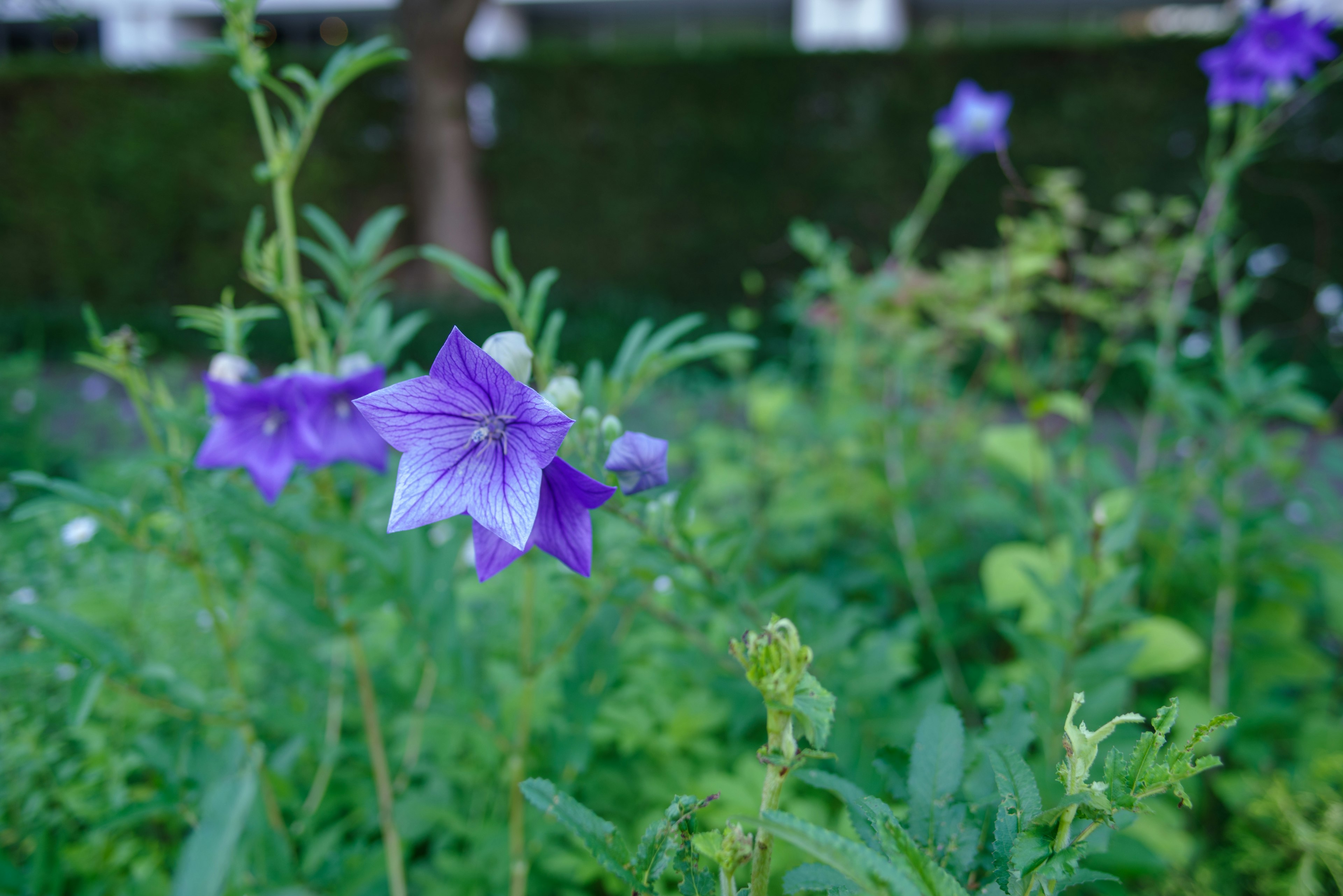 Una scena di giardino lussureggiante con fiori viola in fiore