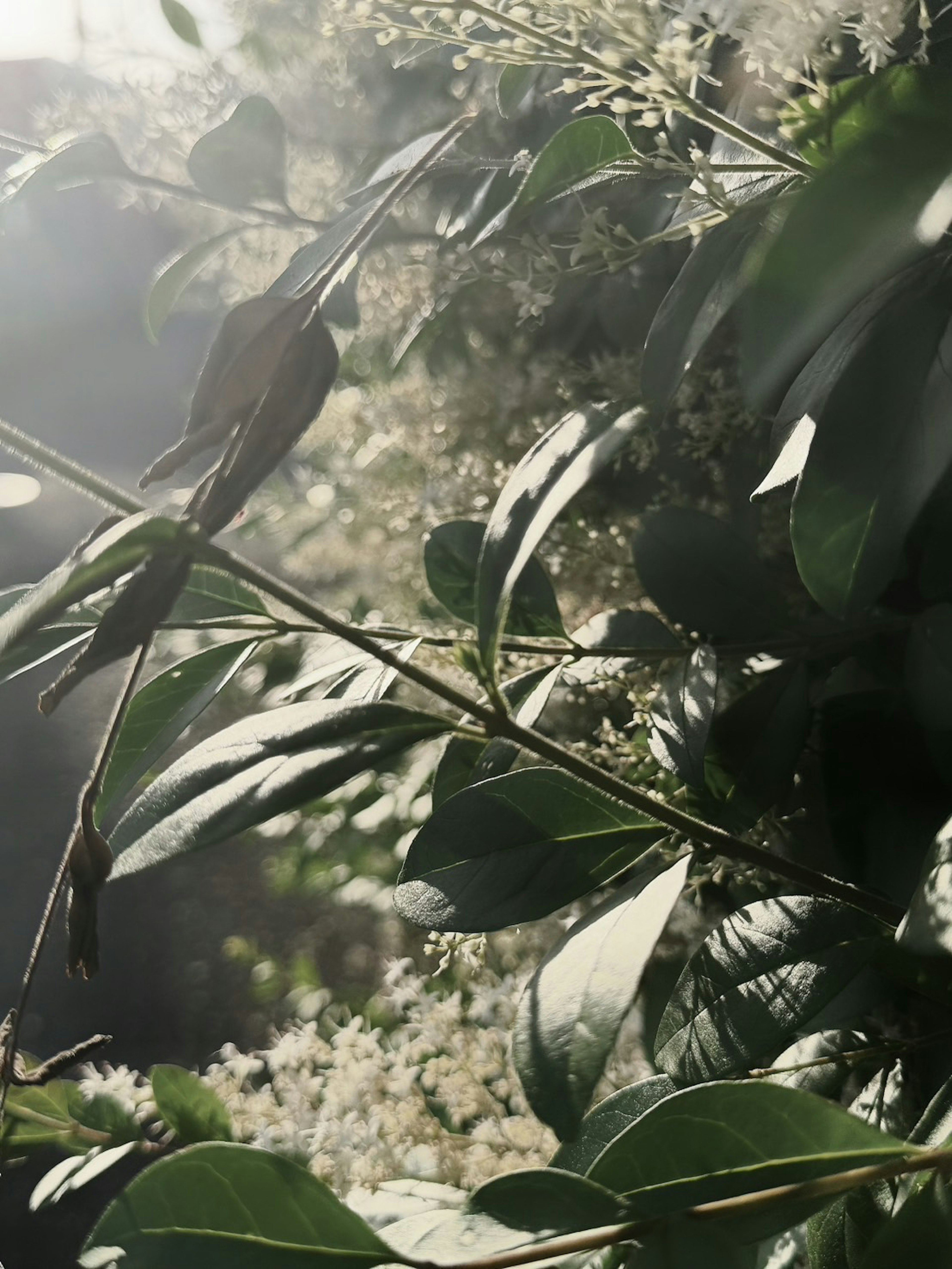 Close-up of green plants with overlapping leaves and flowers